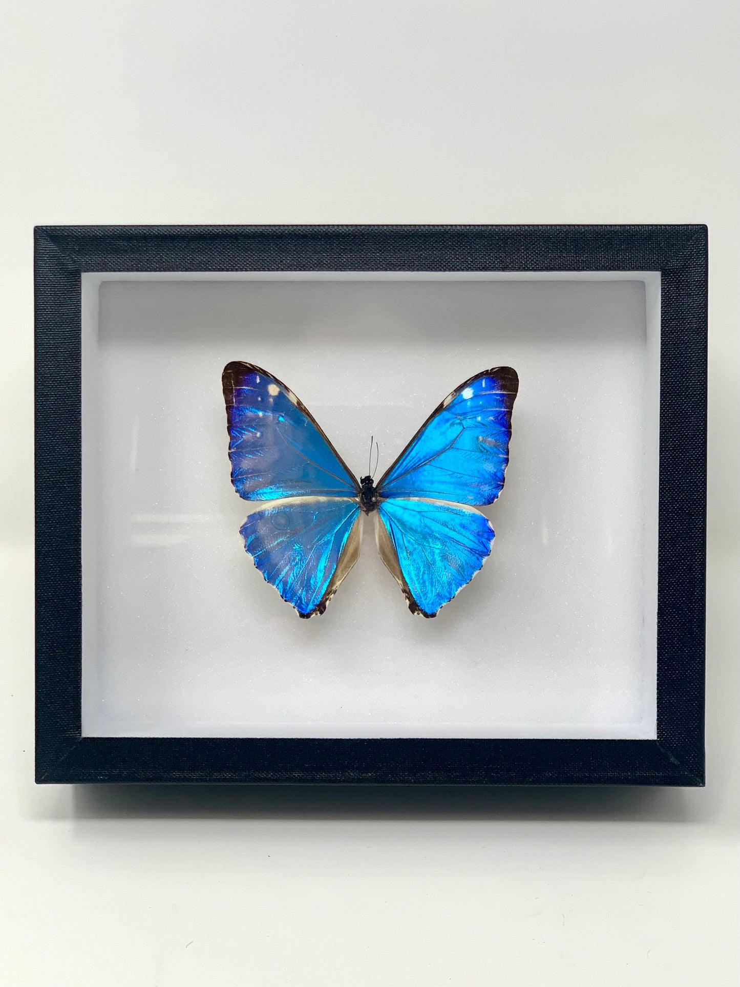 Morpho Series - UC STUDIO