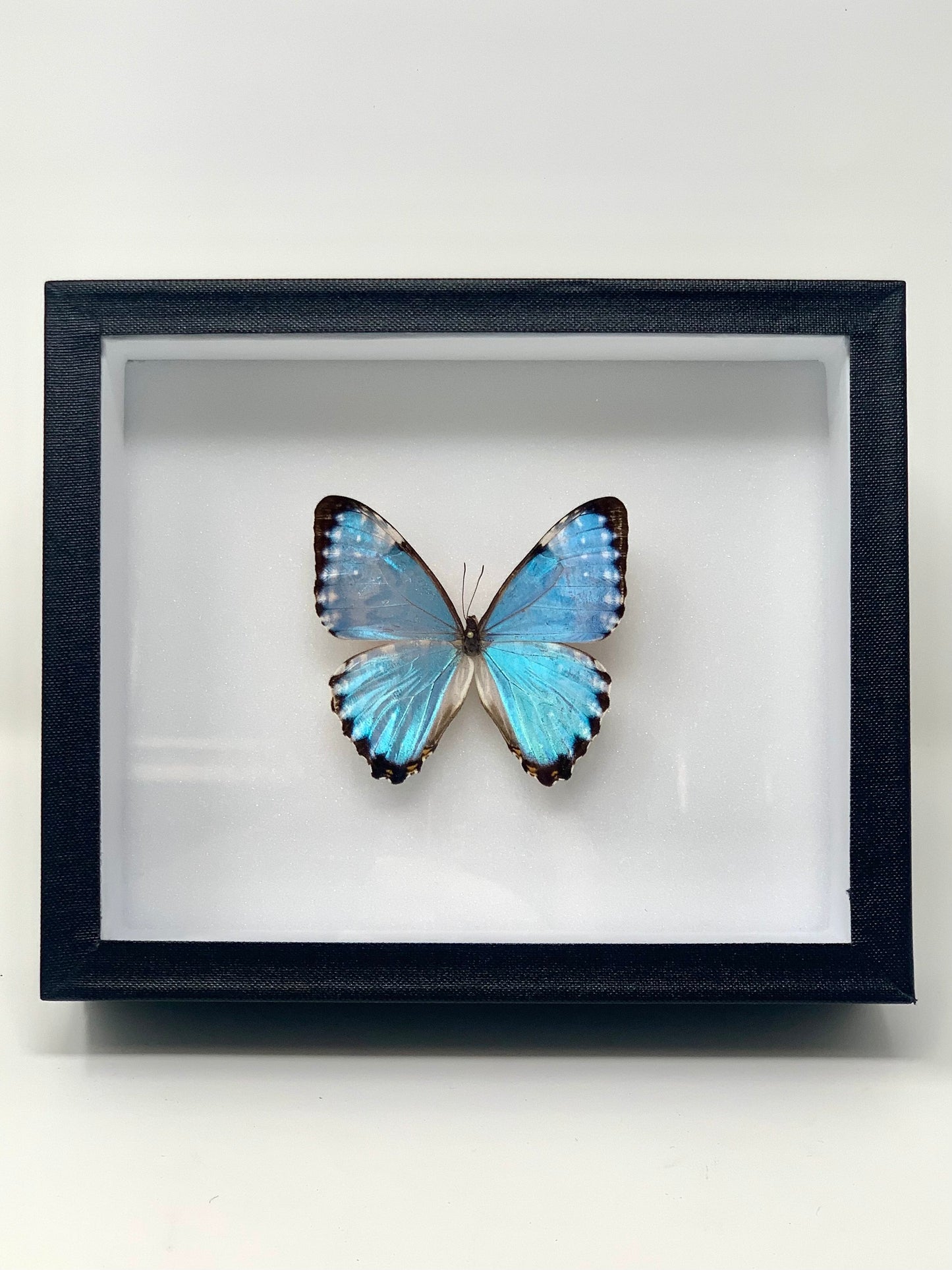 Morpho Series - UC STUDIO