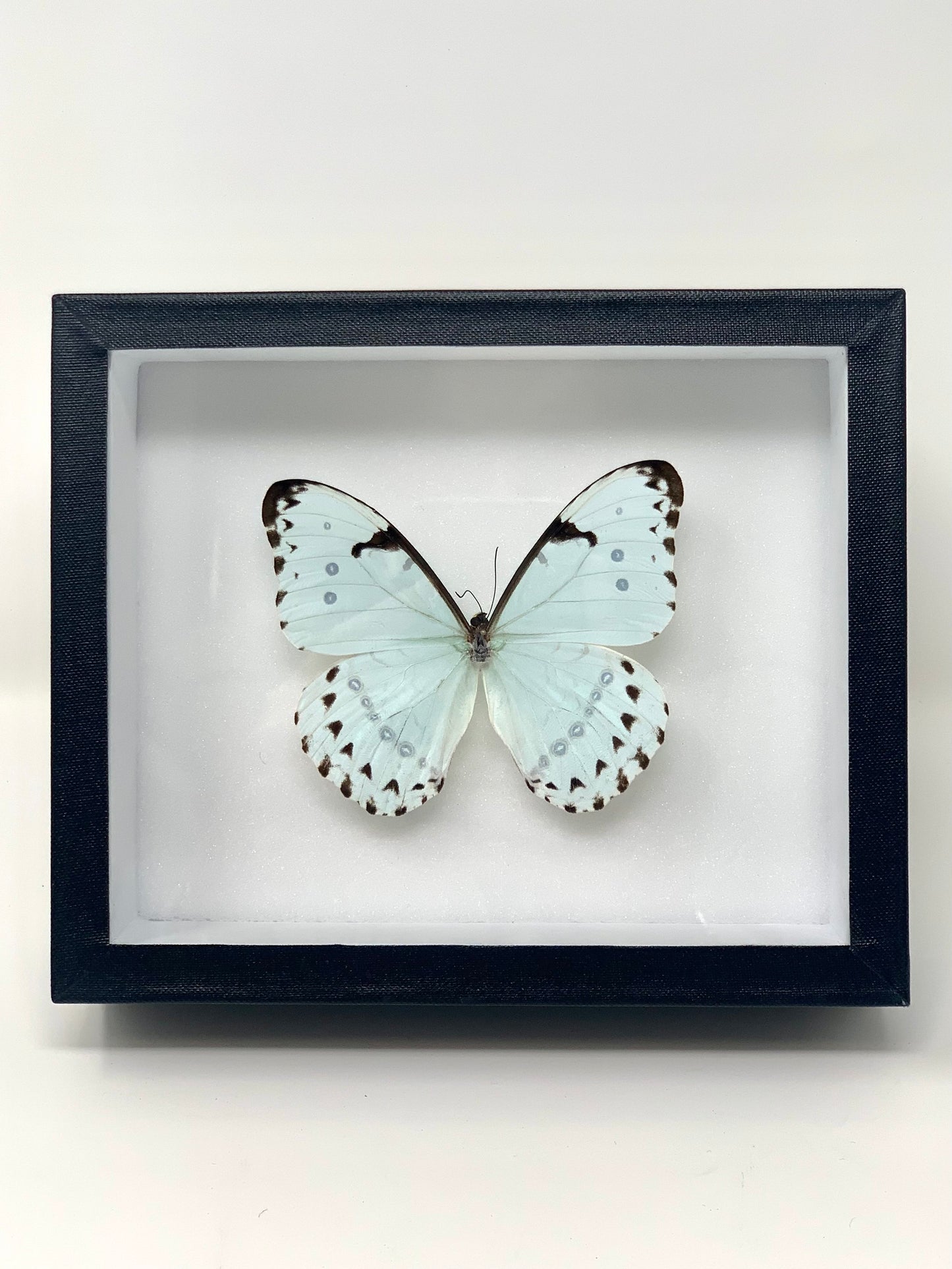 Morpho Series - UC STUDIO