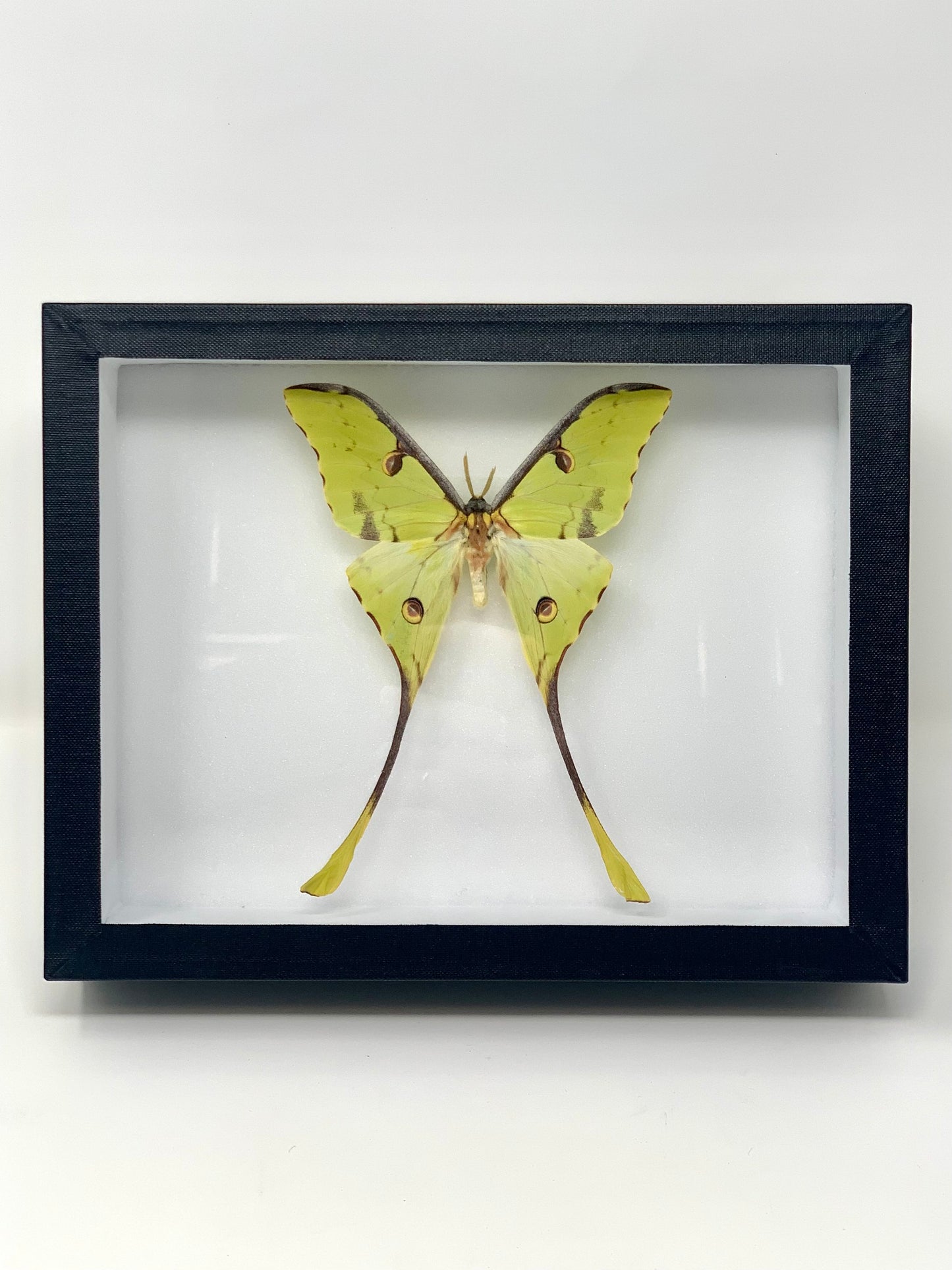 Moth Series - UC STUDIO
