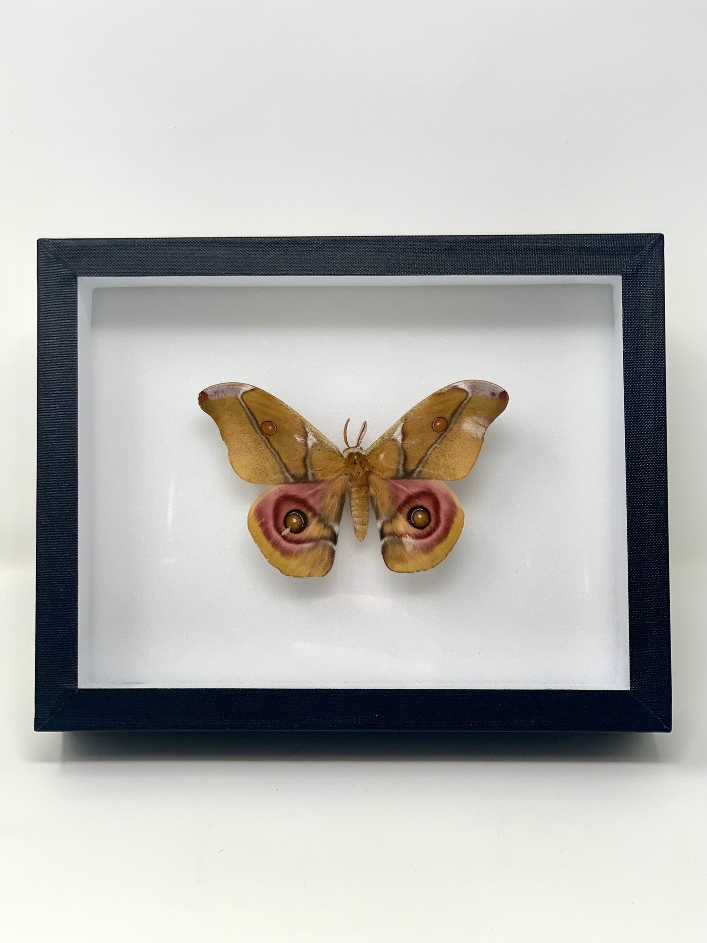 Moth Series - UC STUDIO