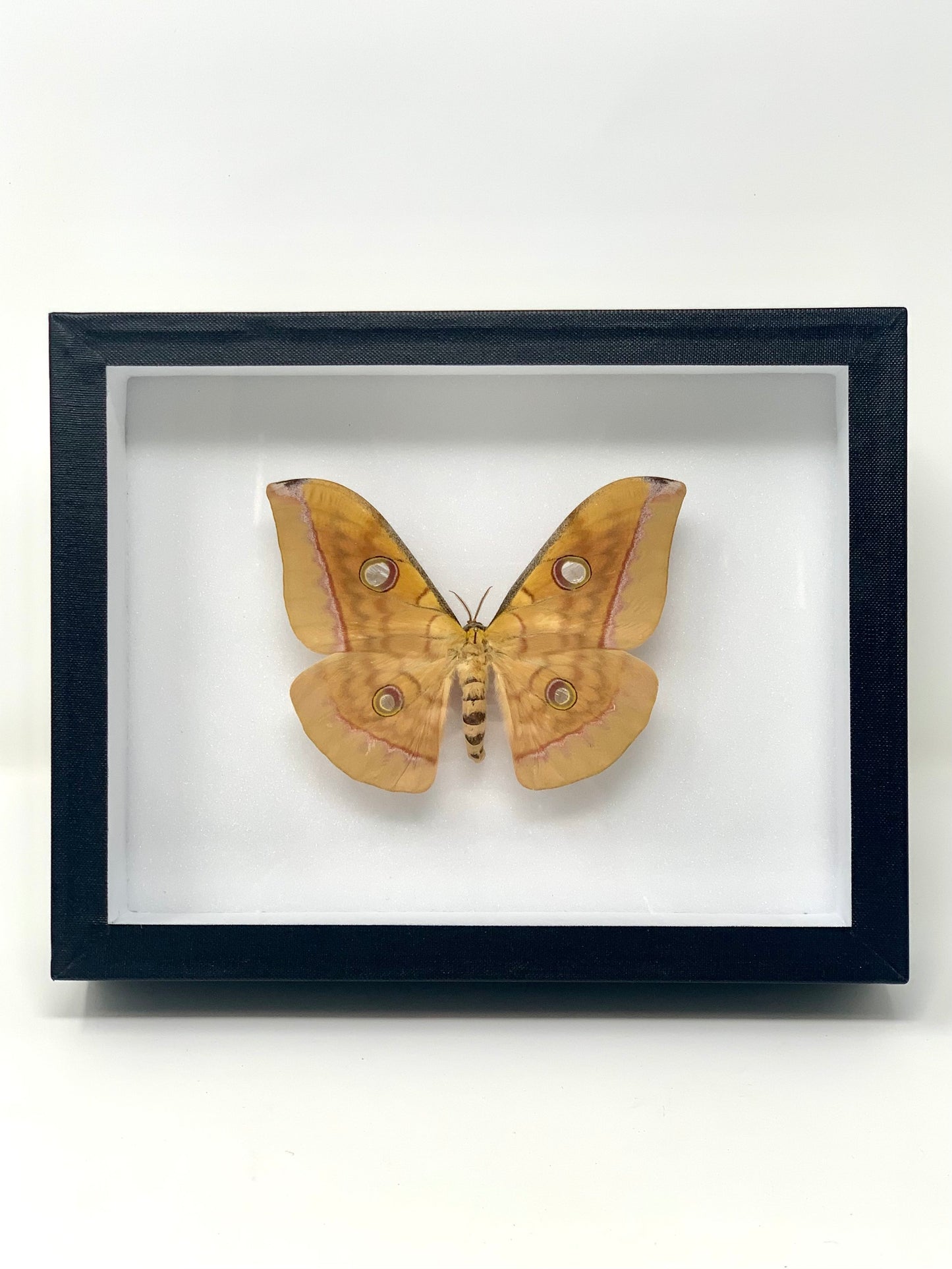 Moth Series - UC STUDIO