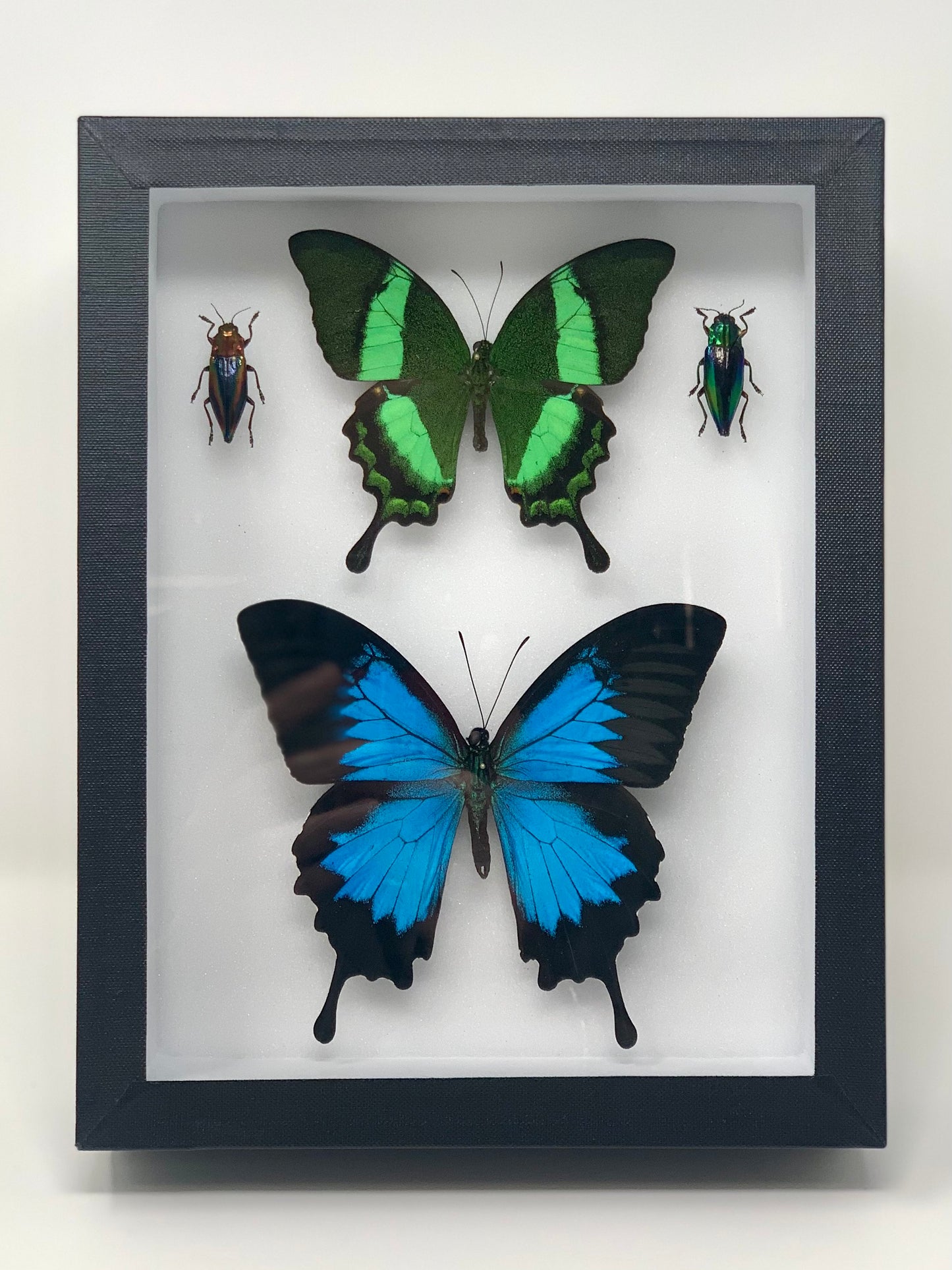 Green-Blue Insect Assembly - UC STUDIO