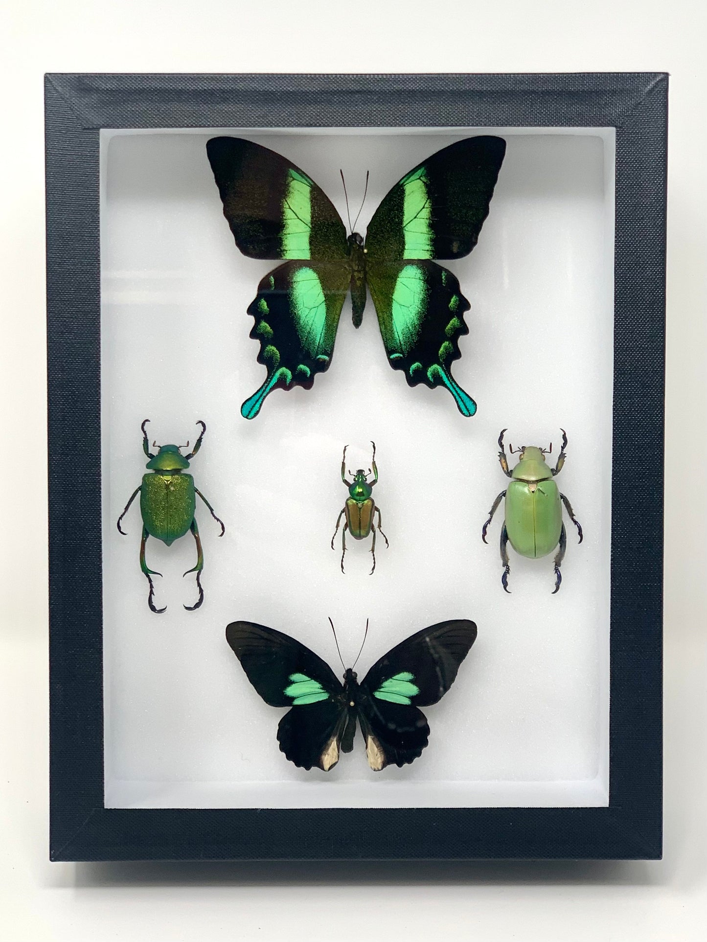 Green-Blue Insect Assembly - UC STUDIO