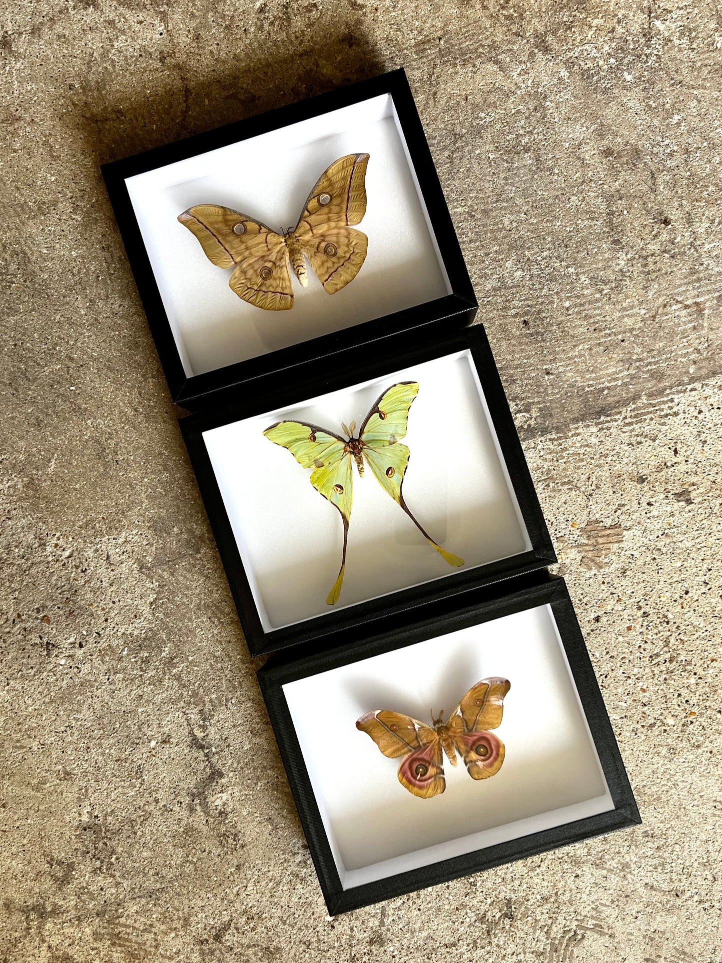 Moth Series - UC STUDIO