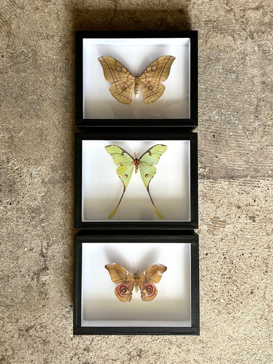 Moth Series - UC STUDIO