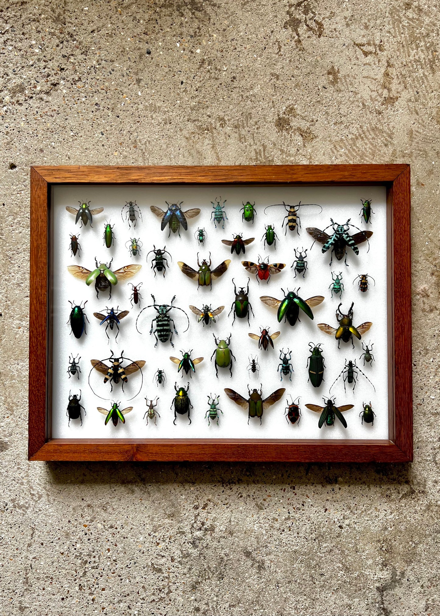 Mid-Century Beetles - UC STUDIO