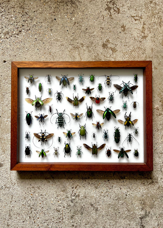Mid-Century Beetles - UC STUDIO