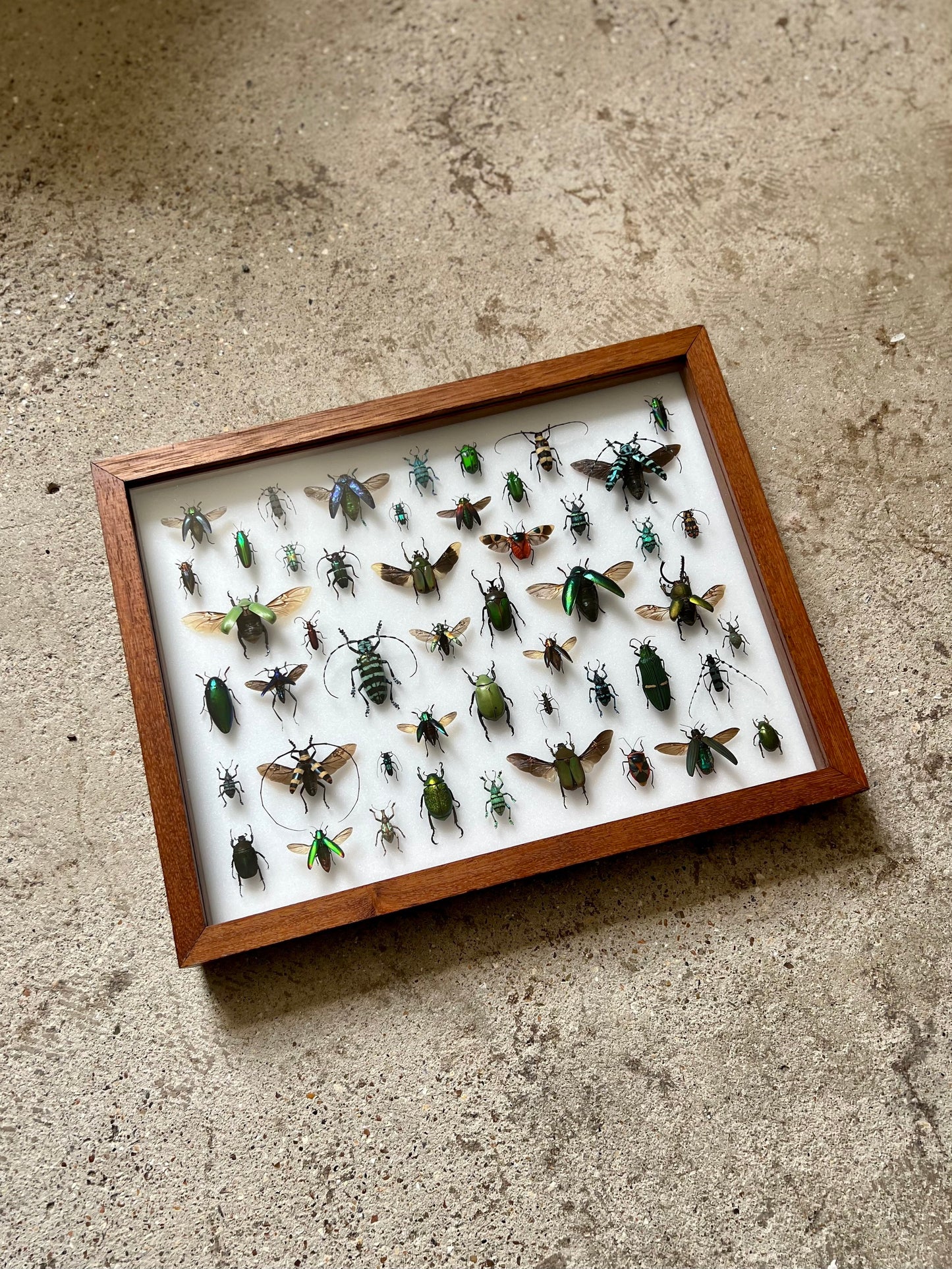 Mid-Century Beetles - UC STUDIO