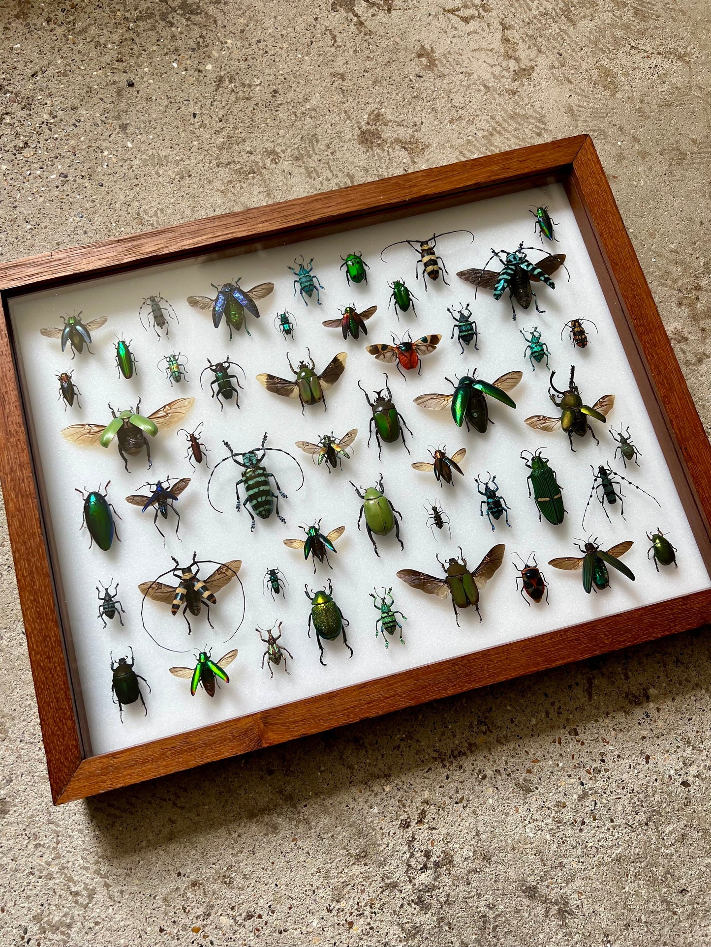Mid-Century Beetles - UC STUDIO