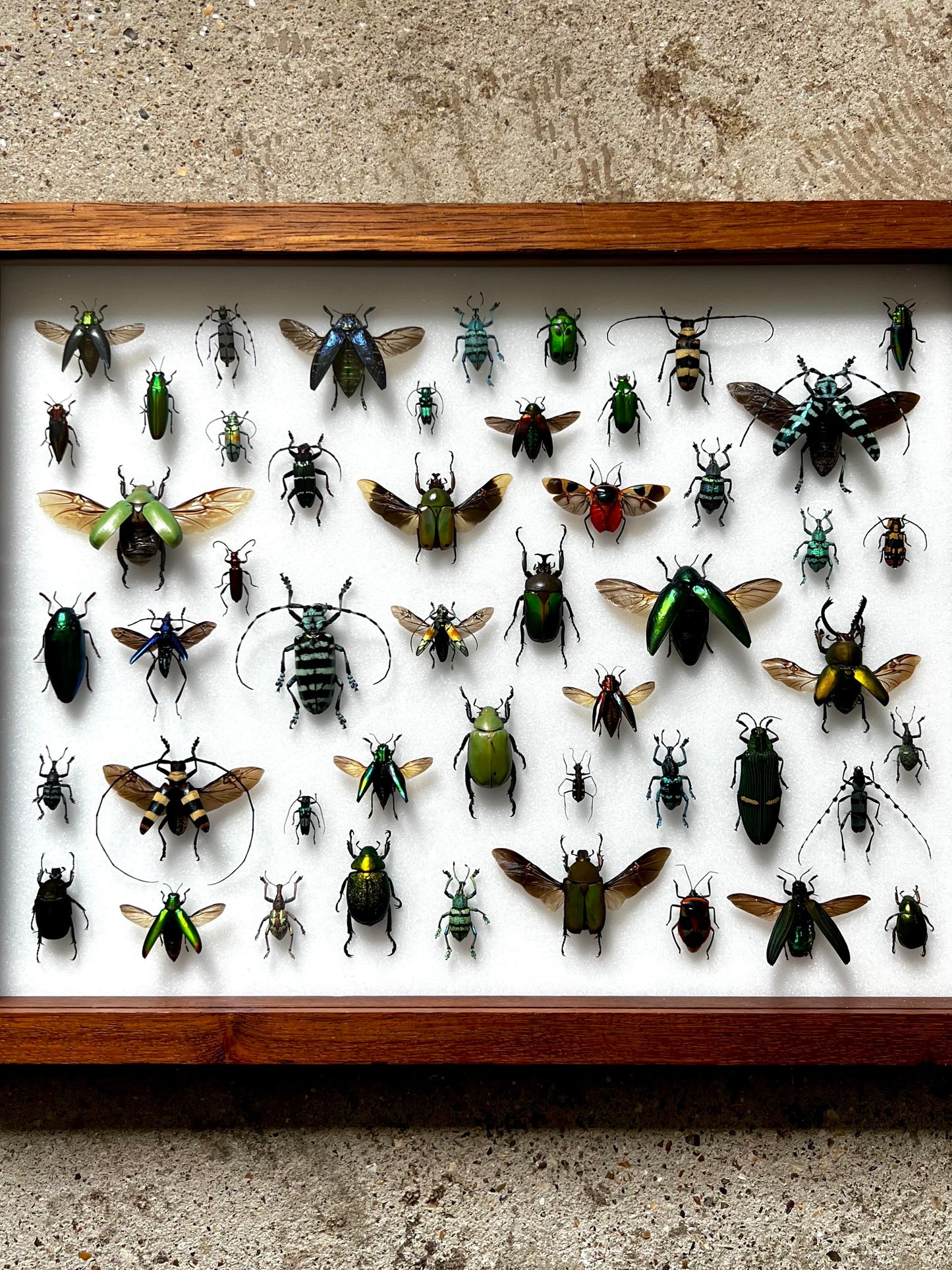 Mid-Century Beetles - UC STUDIO