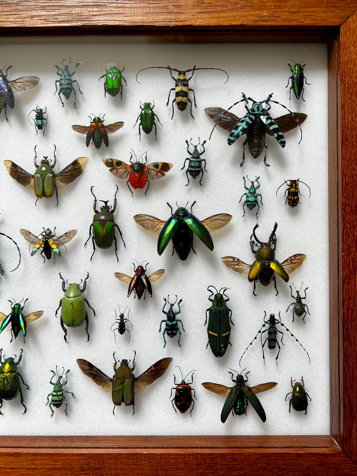 Mid-Century Beetles - UC STUDIO