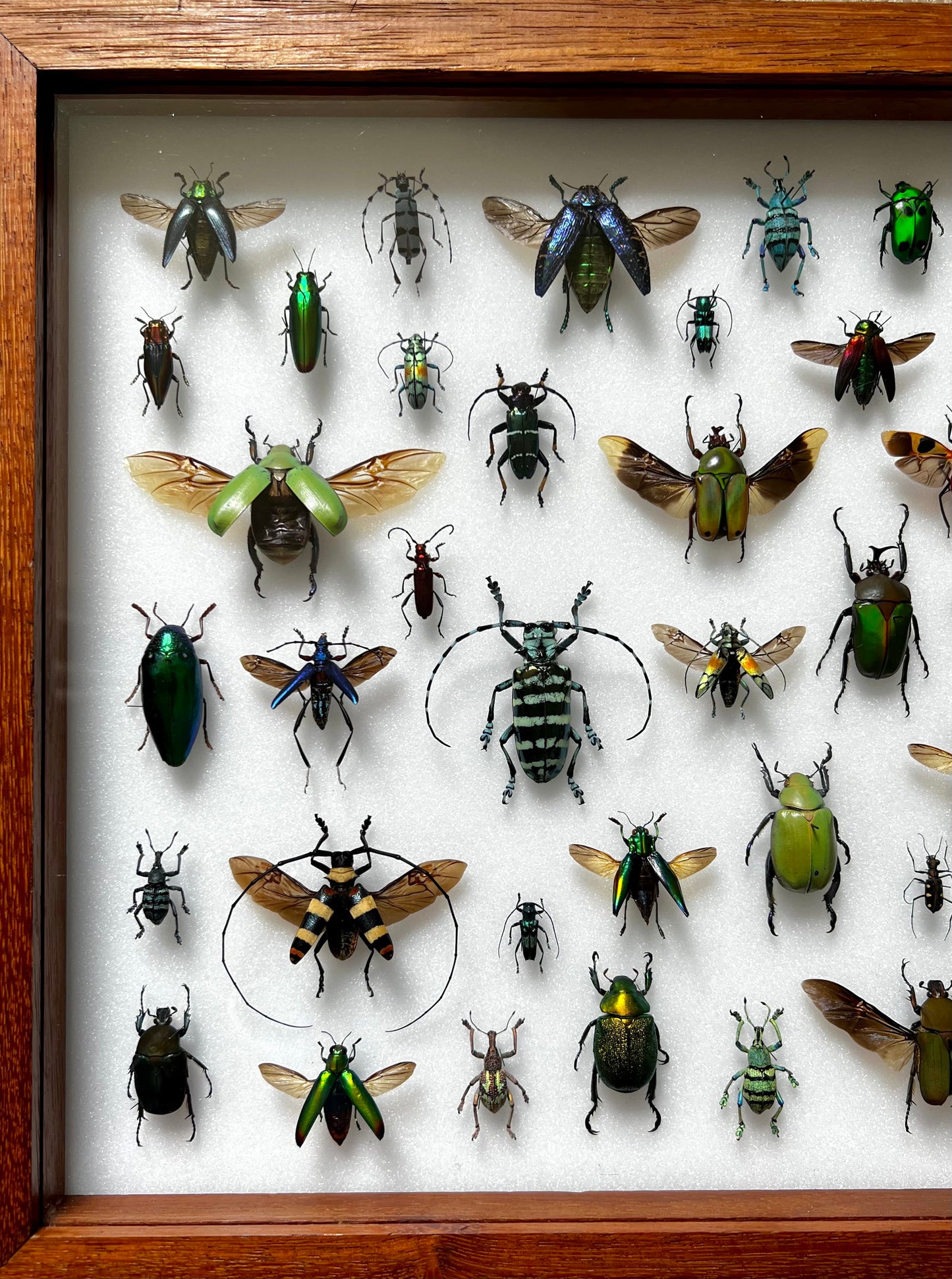 Mid-Century Beetles - UC STUDIO