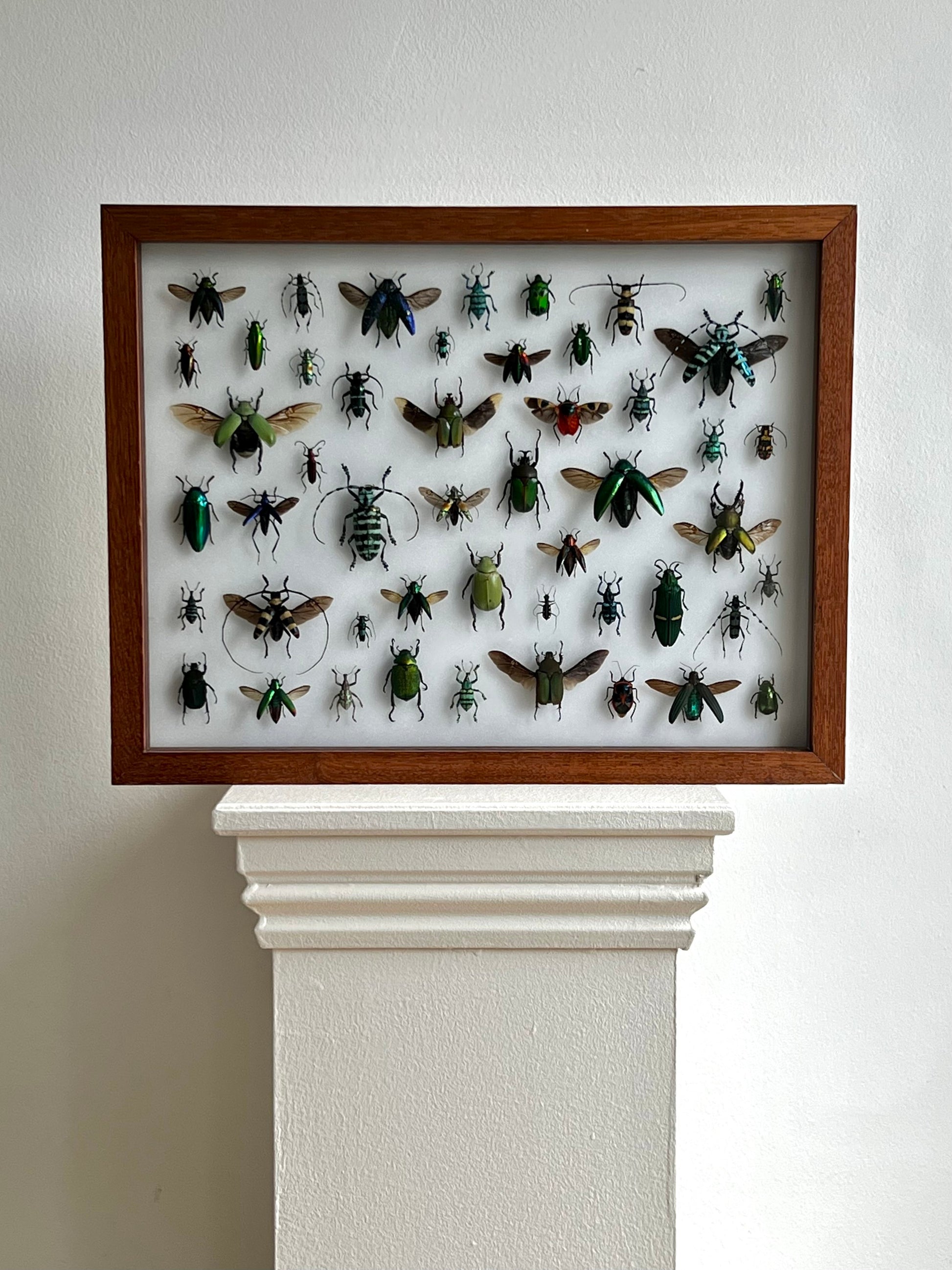 Mid-Century Beetles - UC STUDIO
