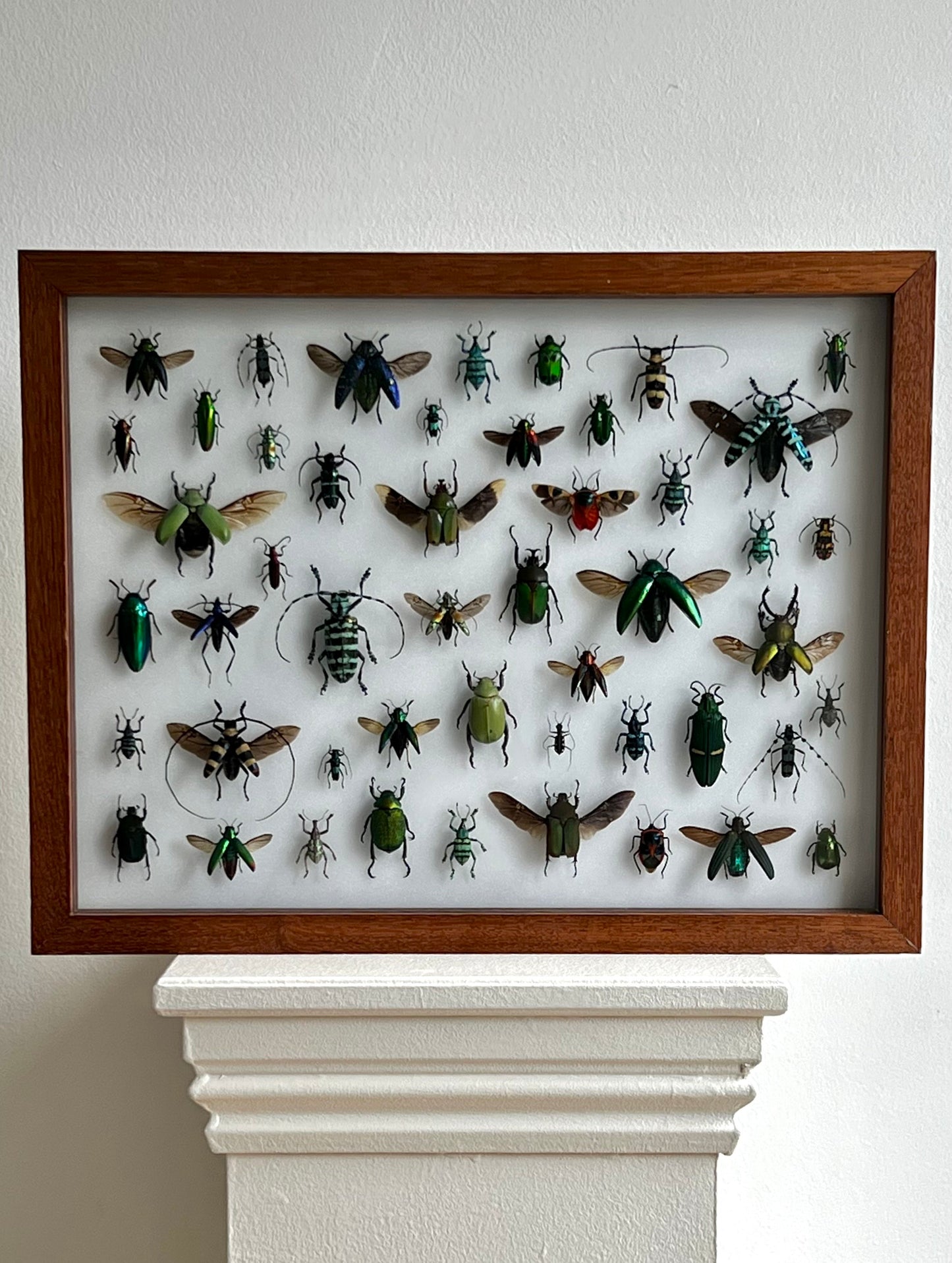 Mid-Century Beetles - UC STUDIO