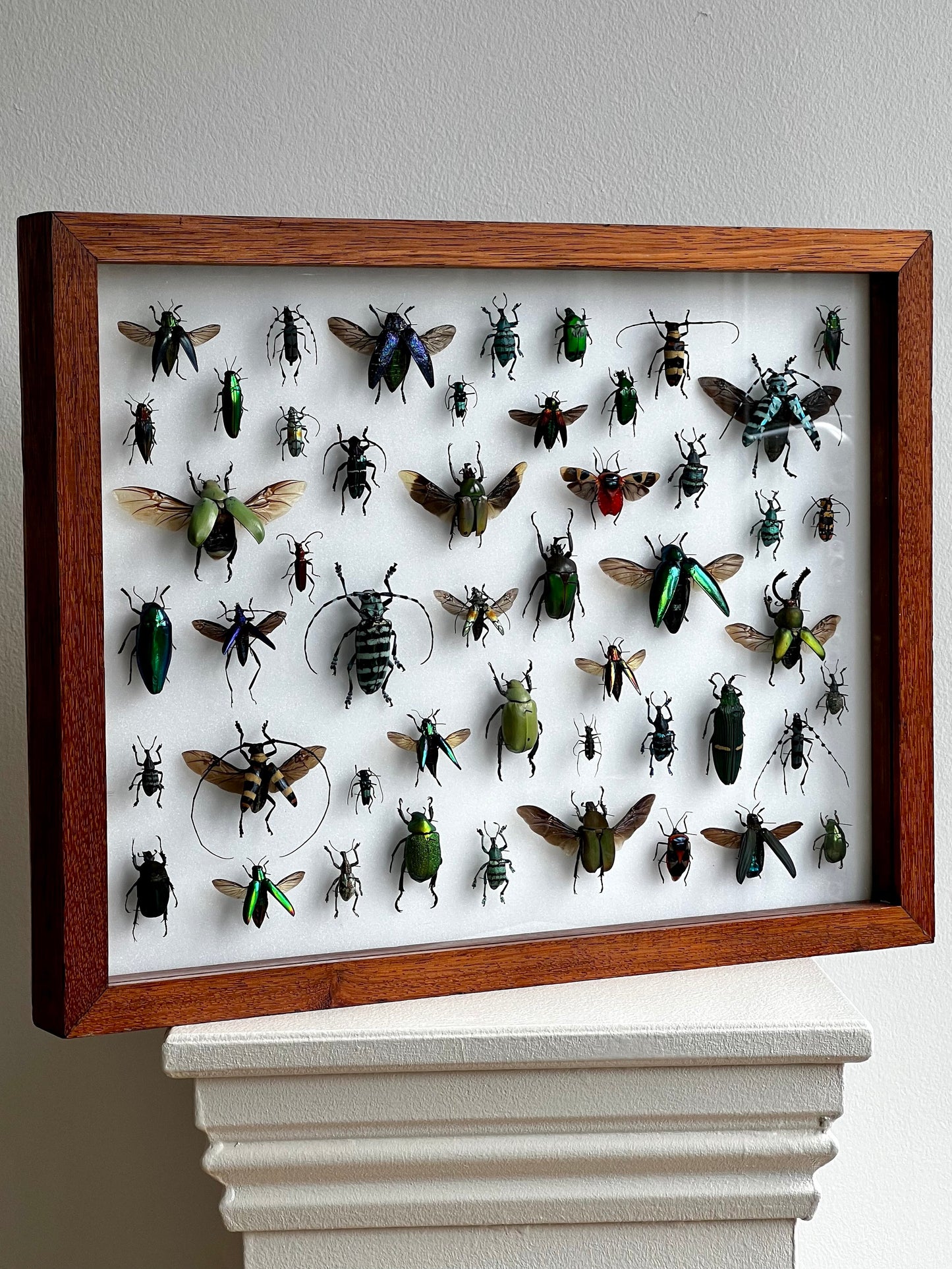 Mid-Century Beetles - UC STUDIO