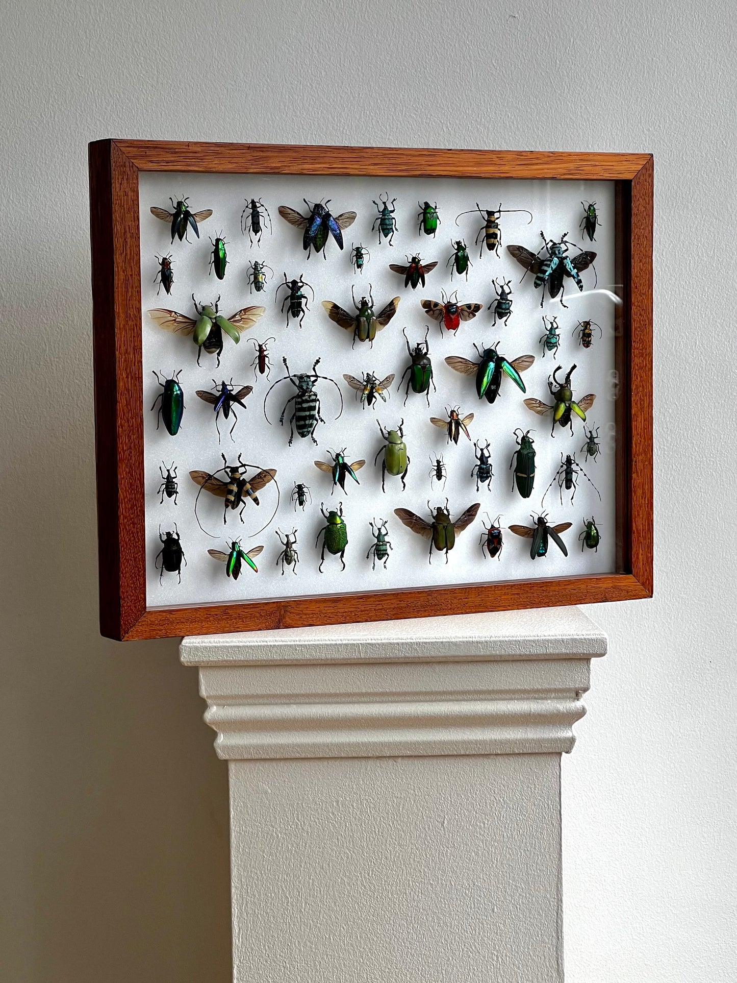 Mid-Century Beetles - UC STUDIO