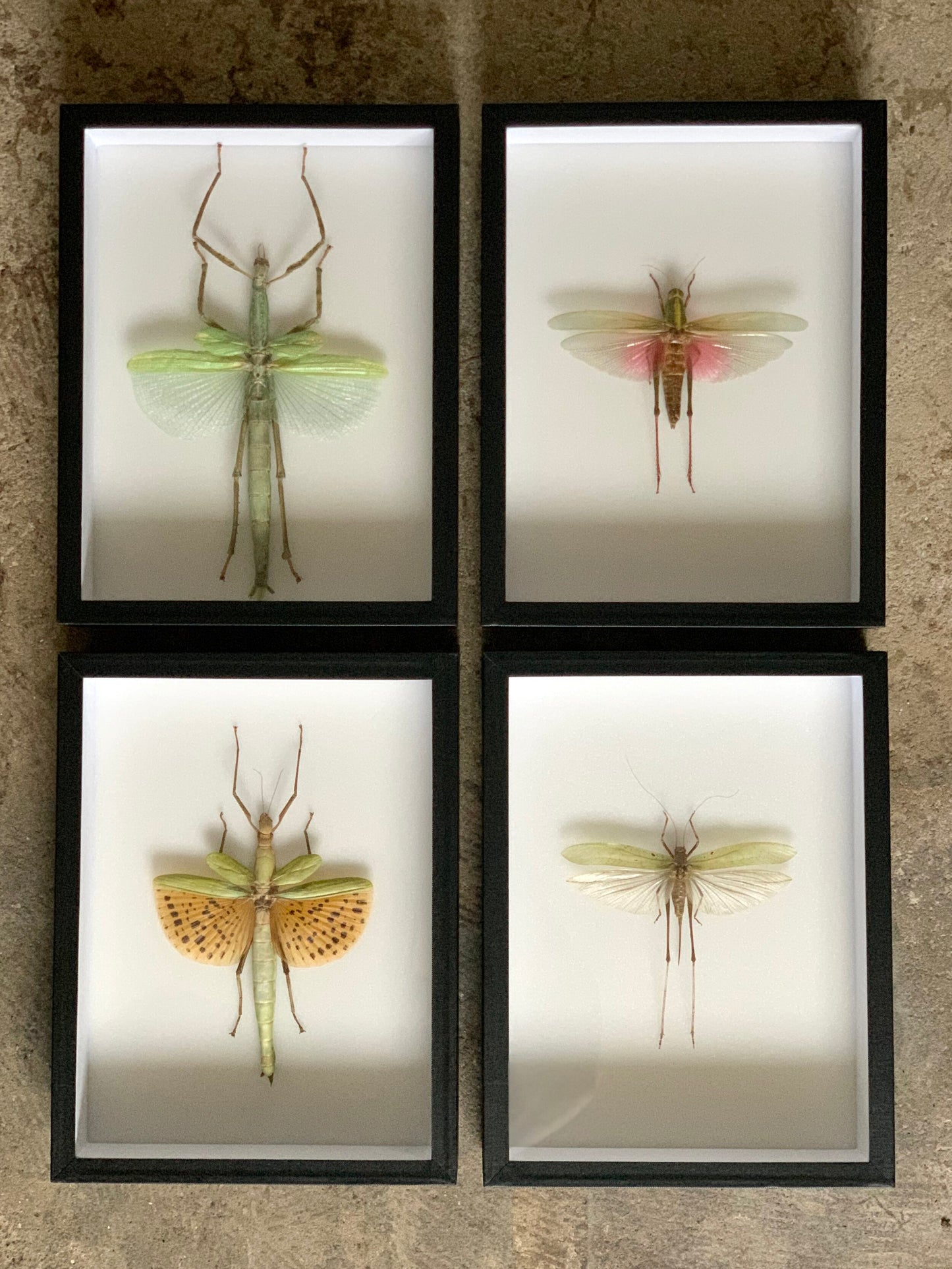 Giant Bug Series - UC STUDIO