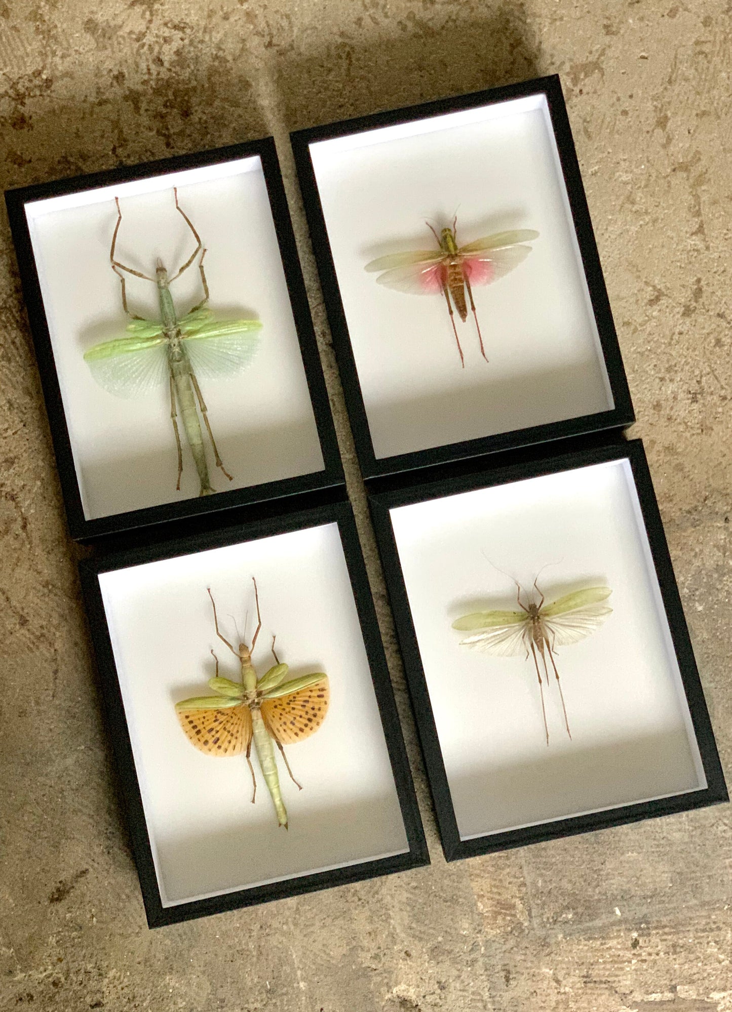 Giant Bug Series - UC STUDIO