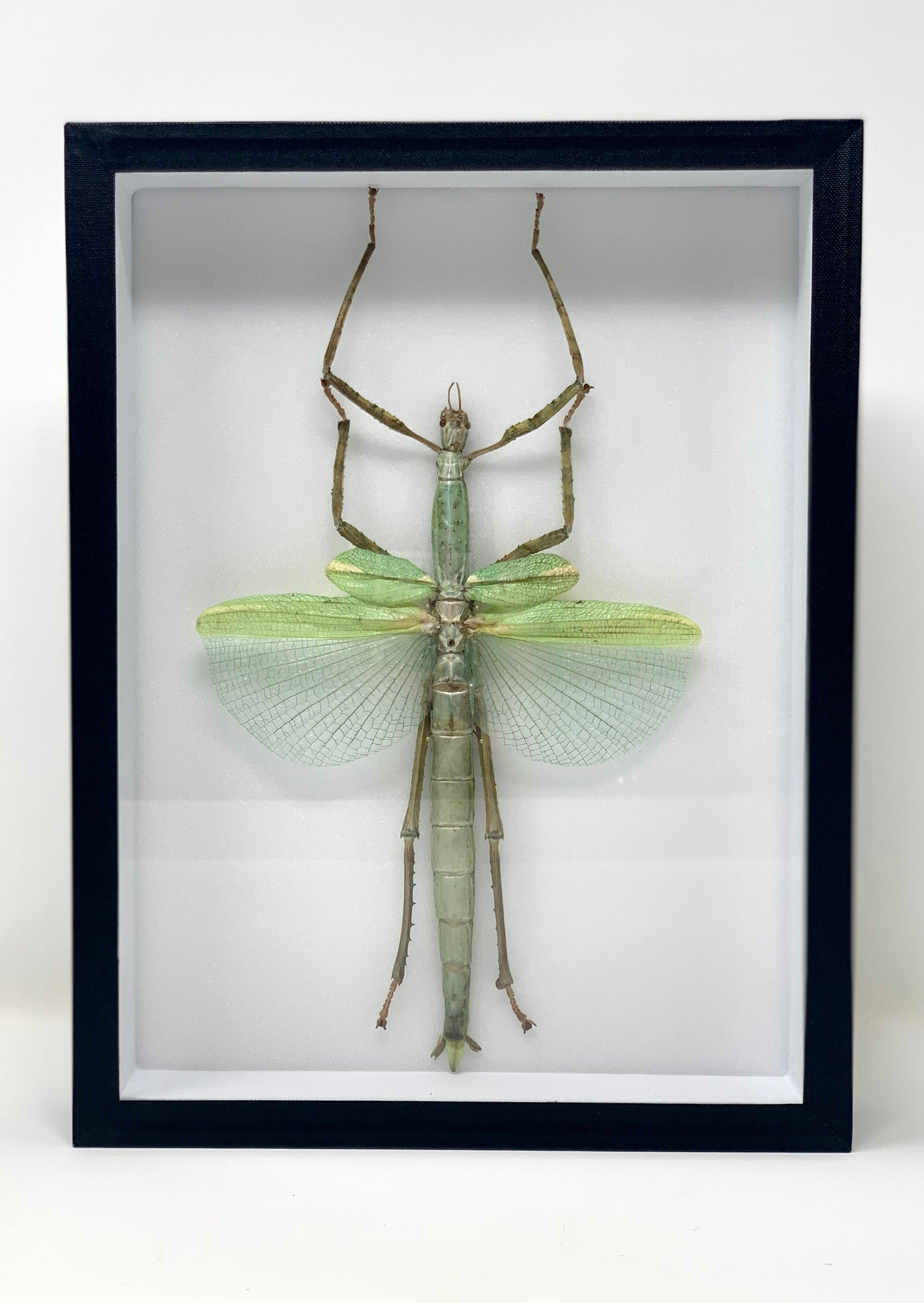 Giant Bug Series - UC STUDIO
