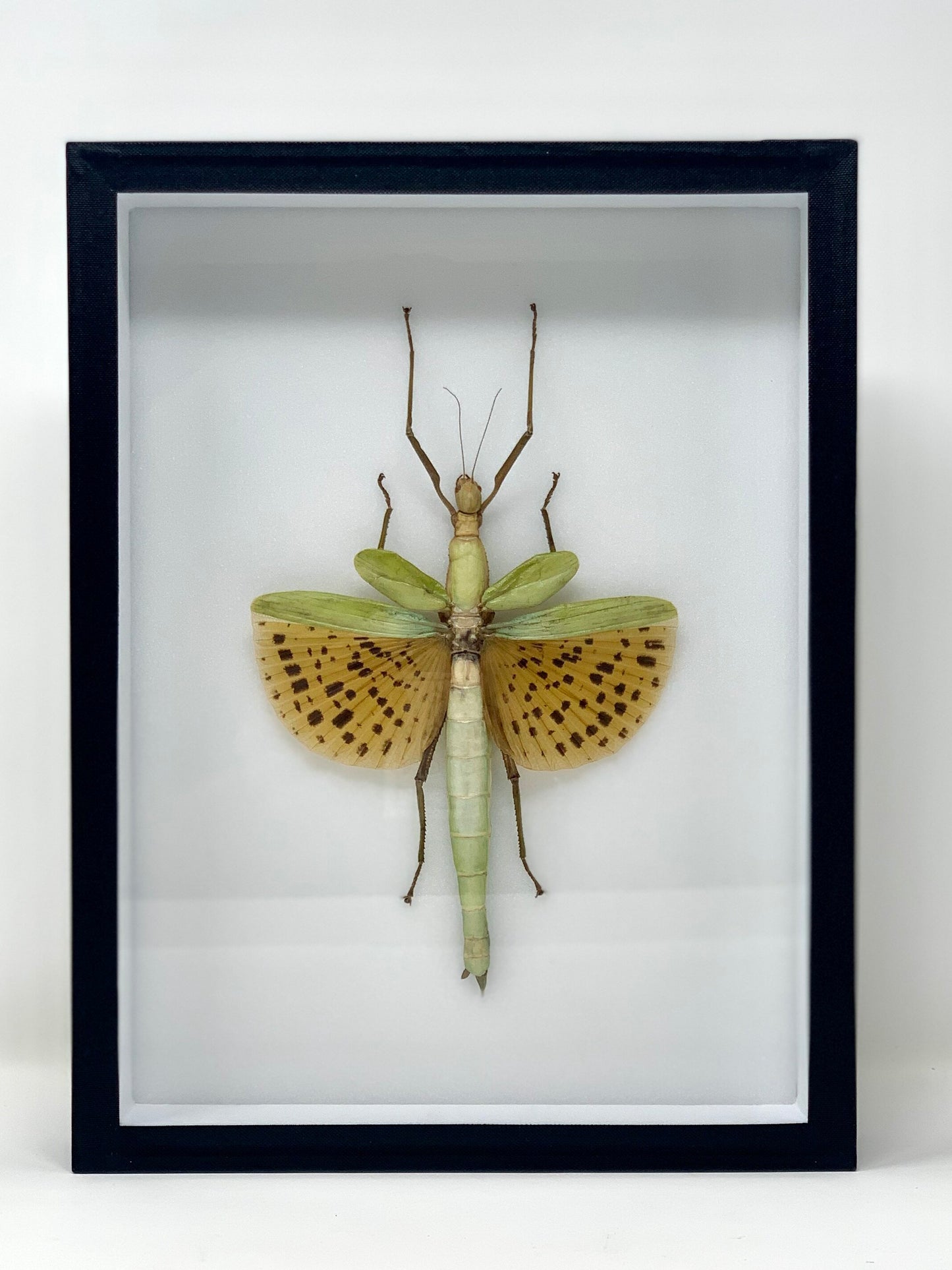 Giant Bug Series - UC STUDIO