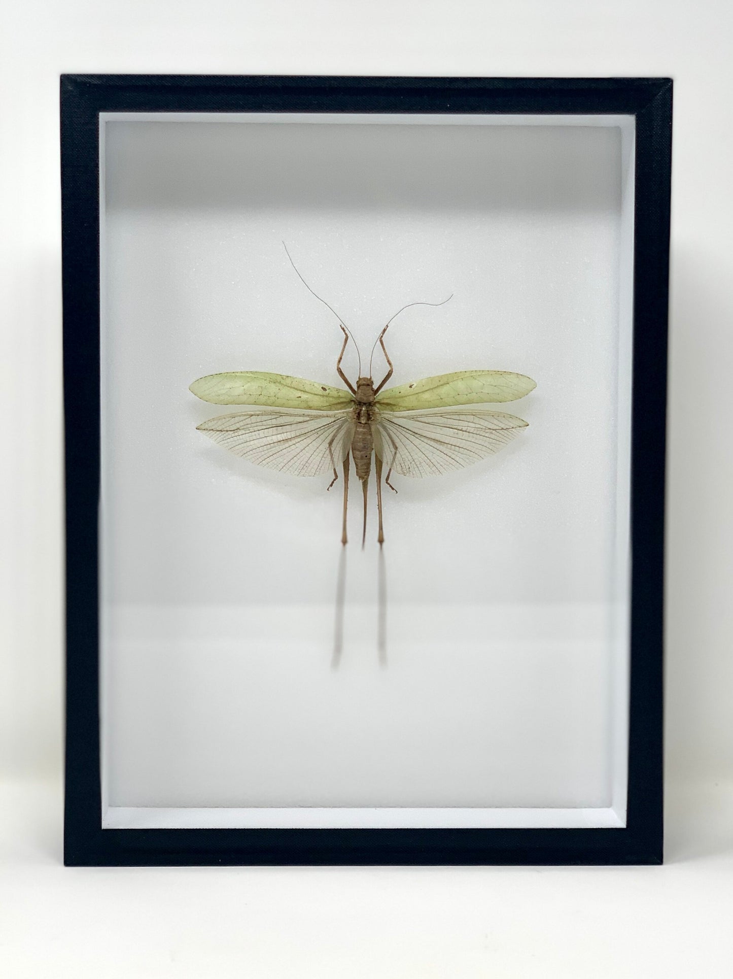 Giant Bug Series - UC STUDIO