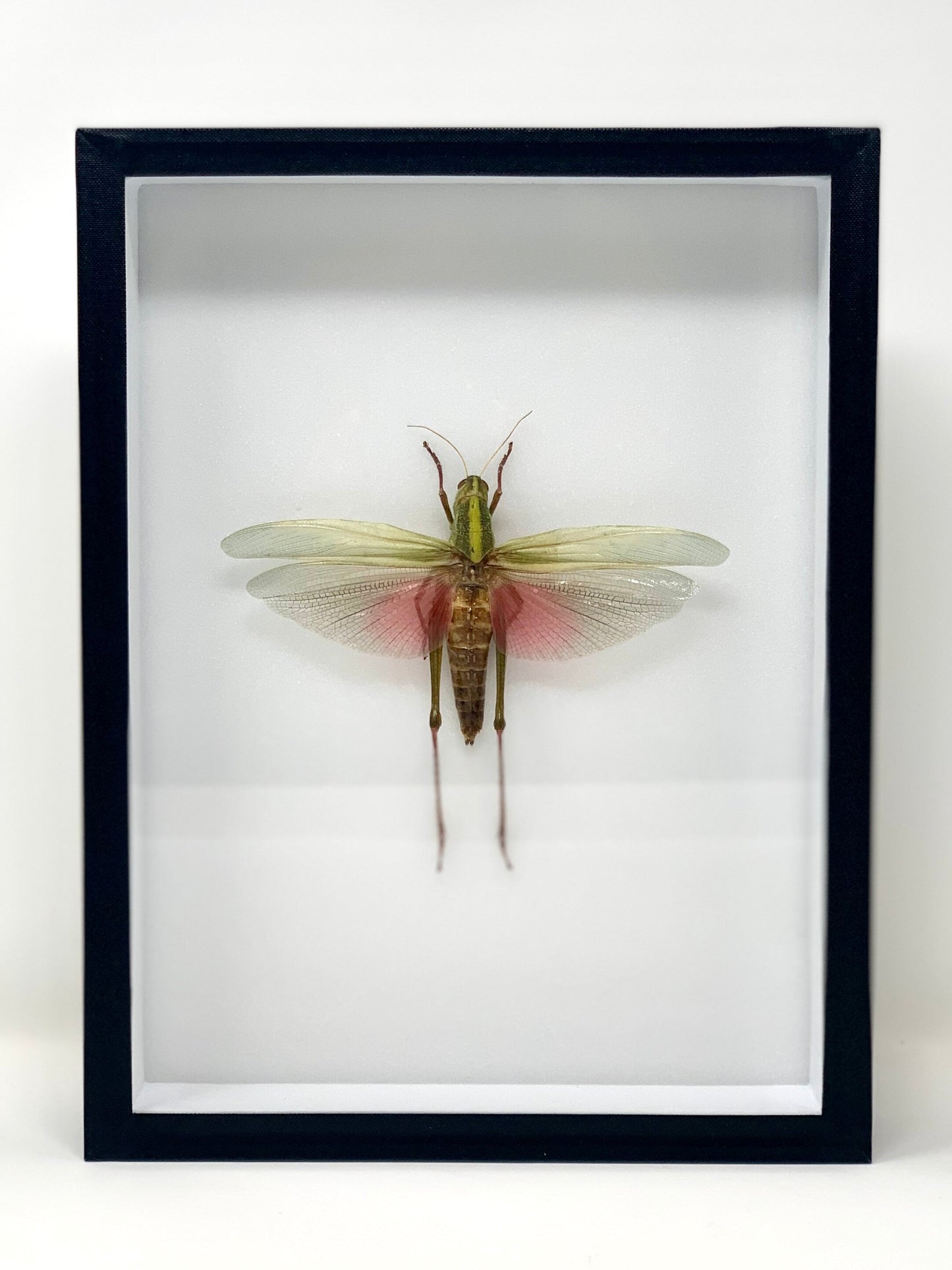 Giant Bug Series - UC STUDIO