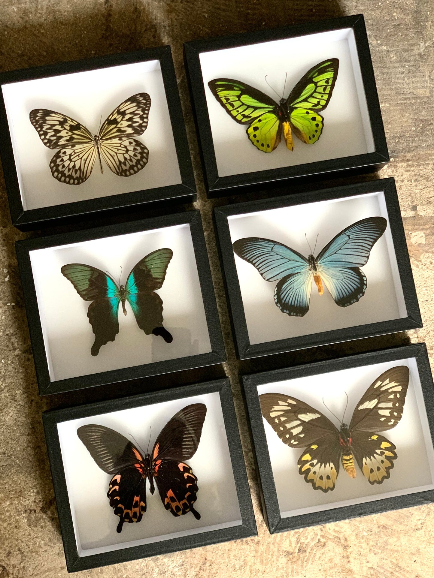 Large Butterfly Series - UC STUDIO