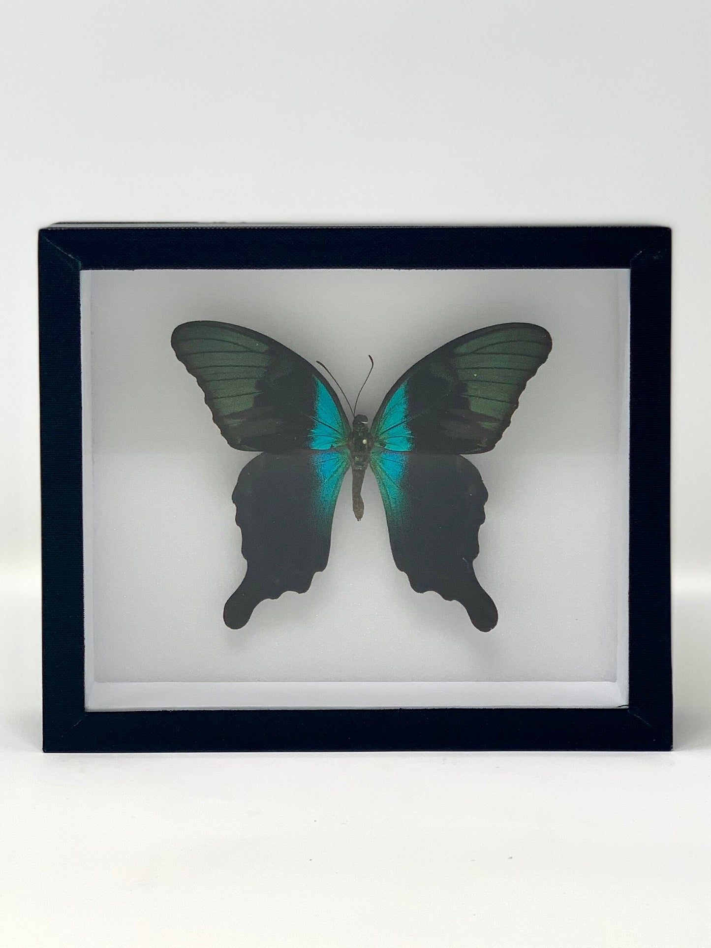Large Butterfly Series - UC STUDIO