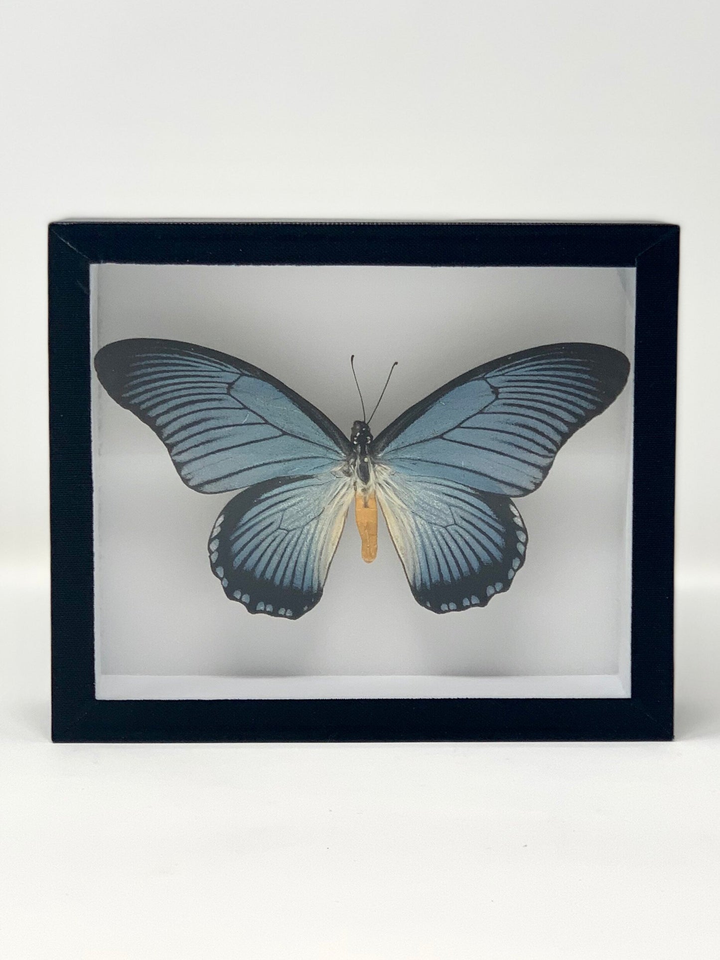 Large Butterfly Series - UC STUDIO