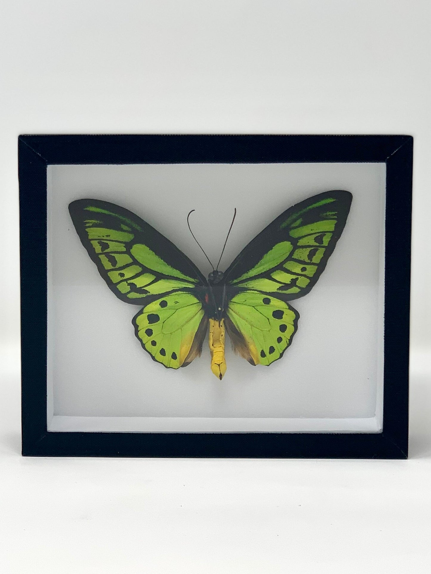 Large Butterfly Series - UC STUDIO