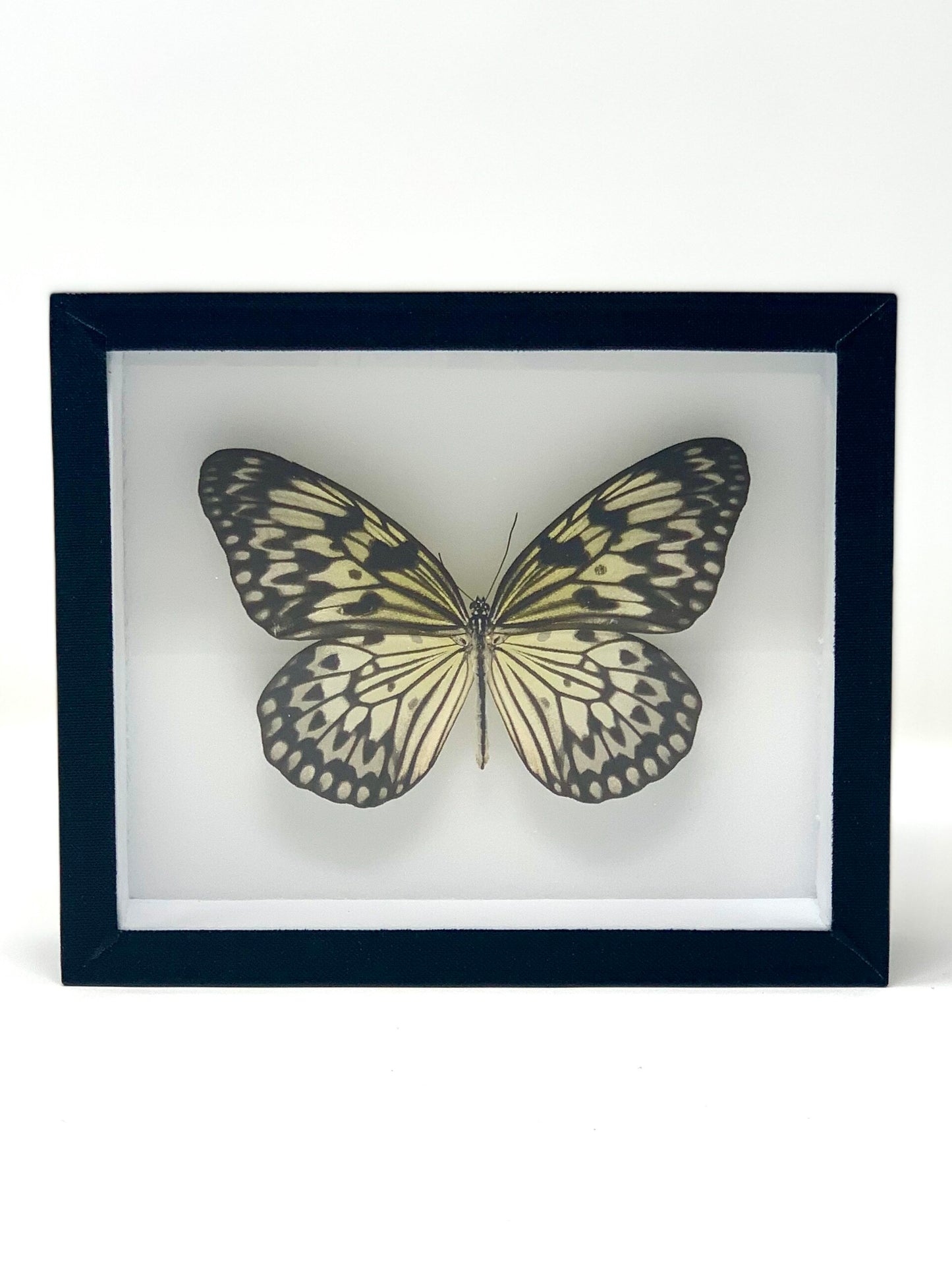 Large Butterfly Series - UC STUDIO