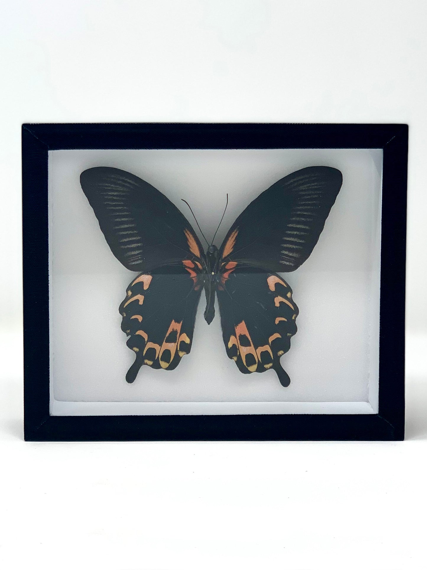 Large Butterfly Series - UC STUDIO