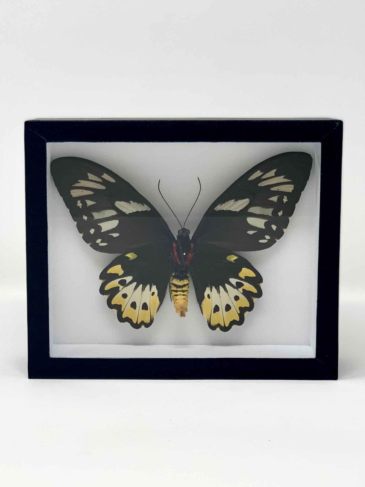 Large Butterfly Series - UC STUDIO