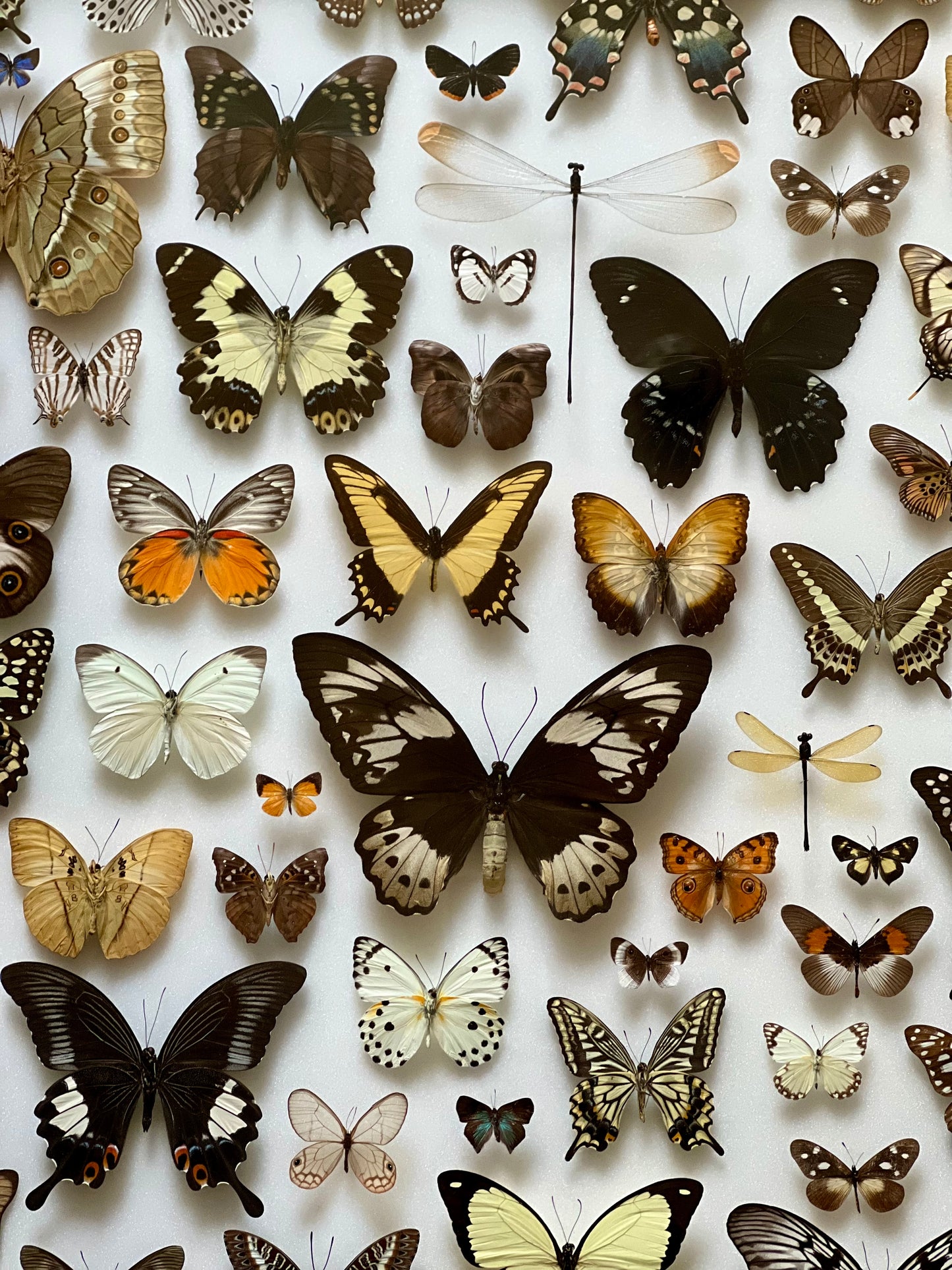 Baroque Butterflies - UC STUDIO