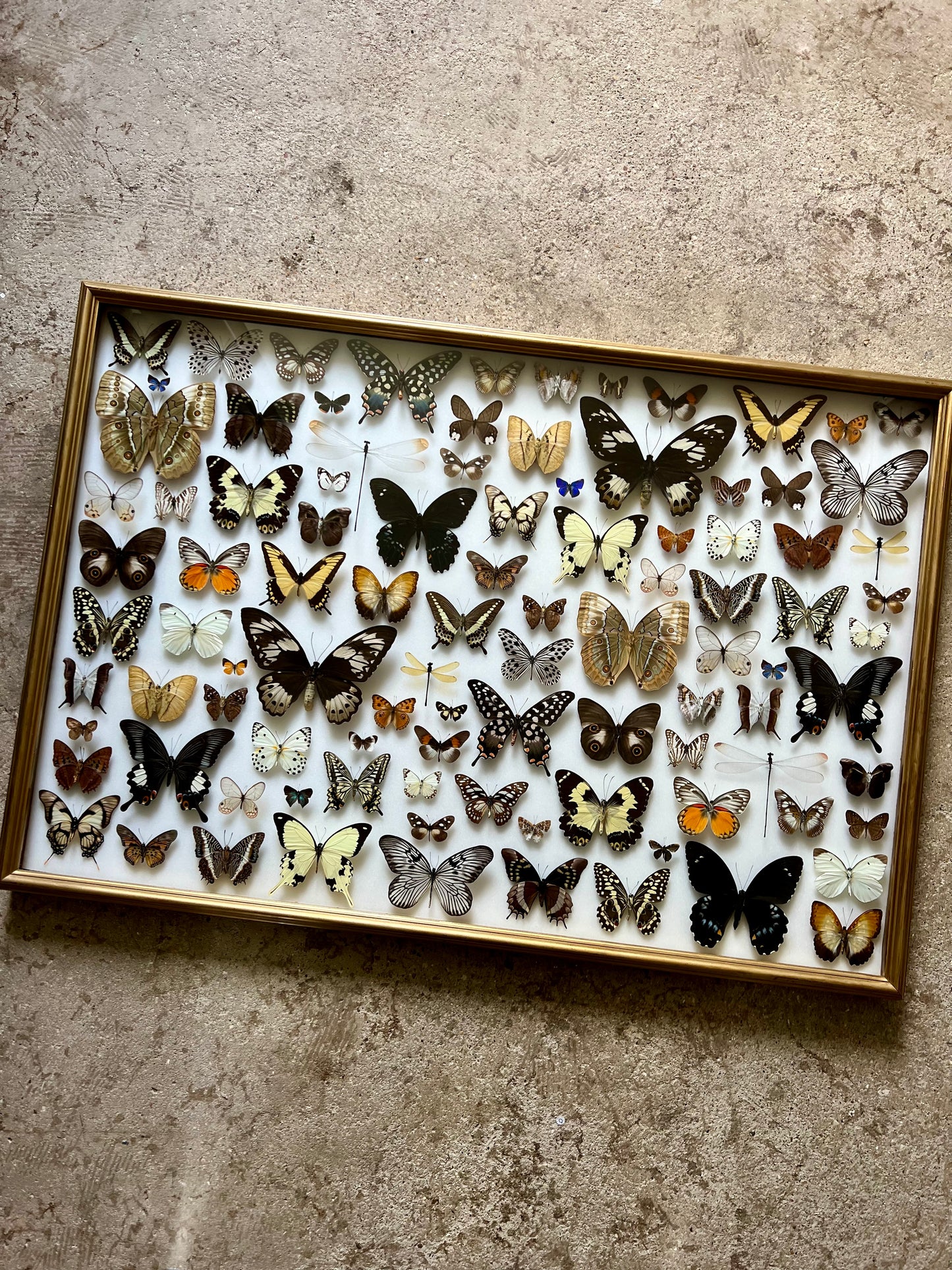 Baroque Butterflies - UC STUDIO