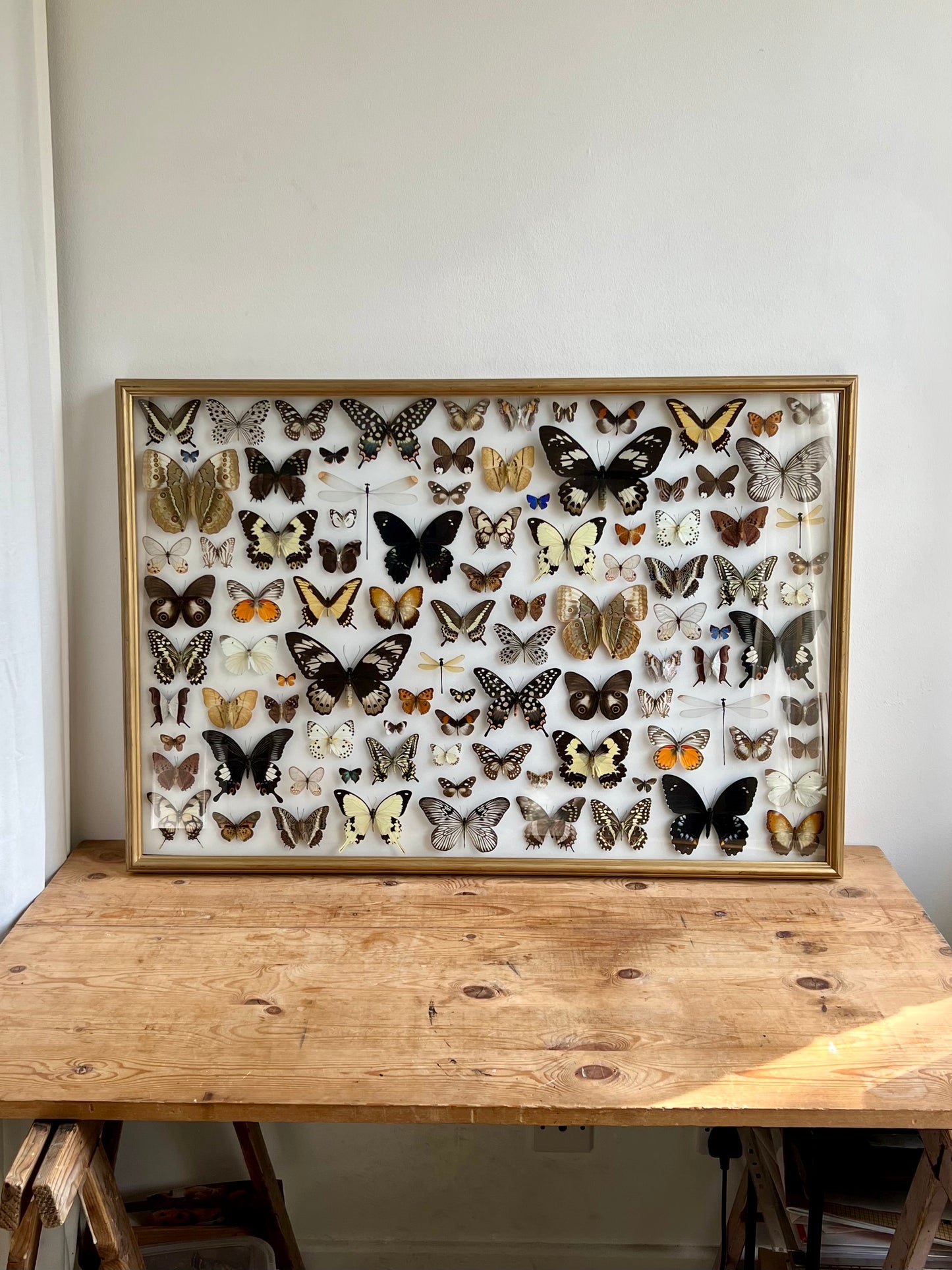 Baroque Butterflies - UC STUDIO
