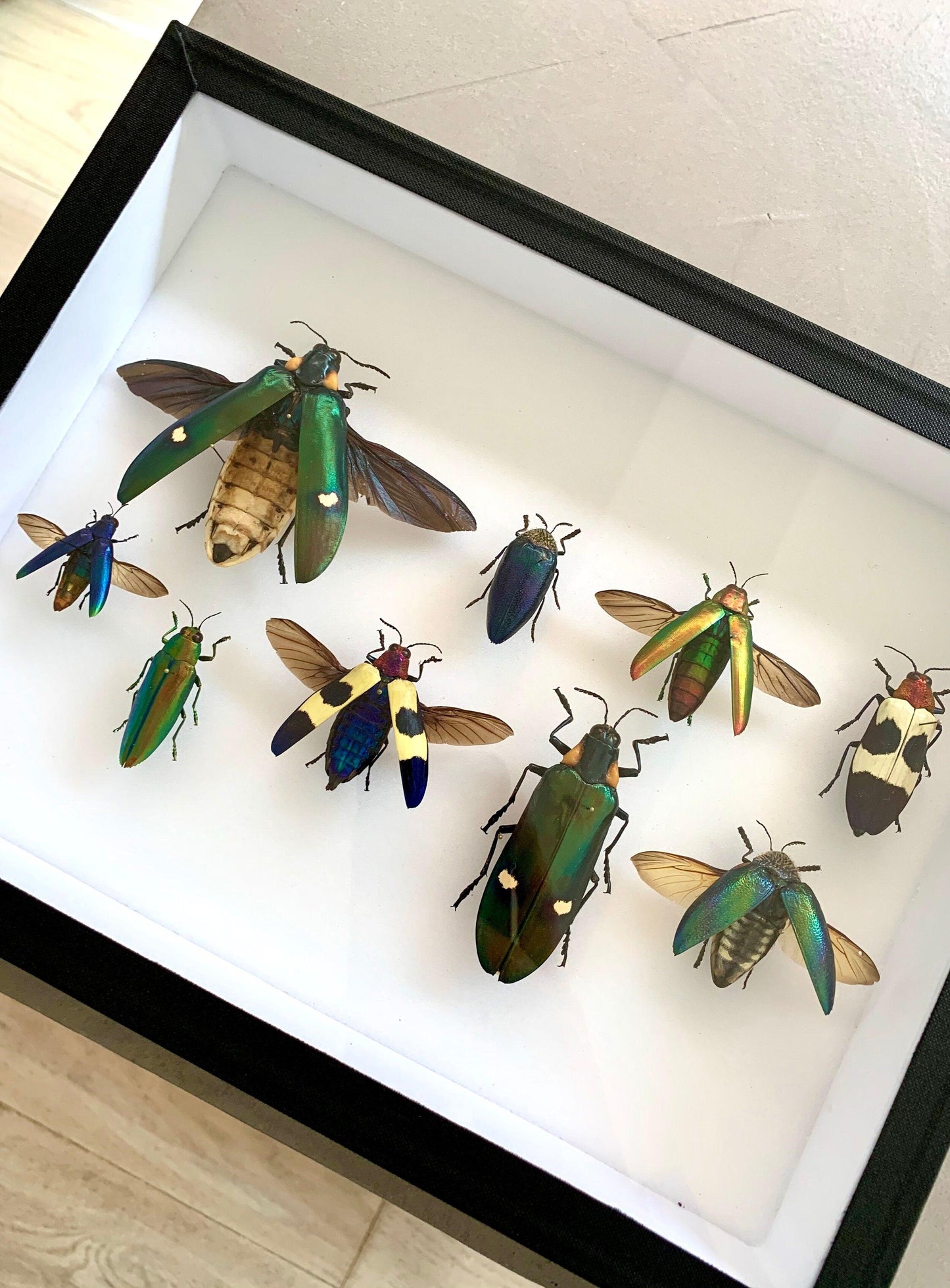 Beetle Mix - UC STUDIO