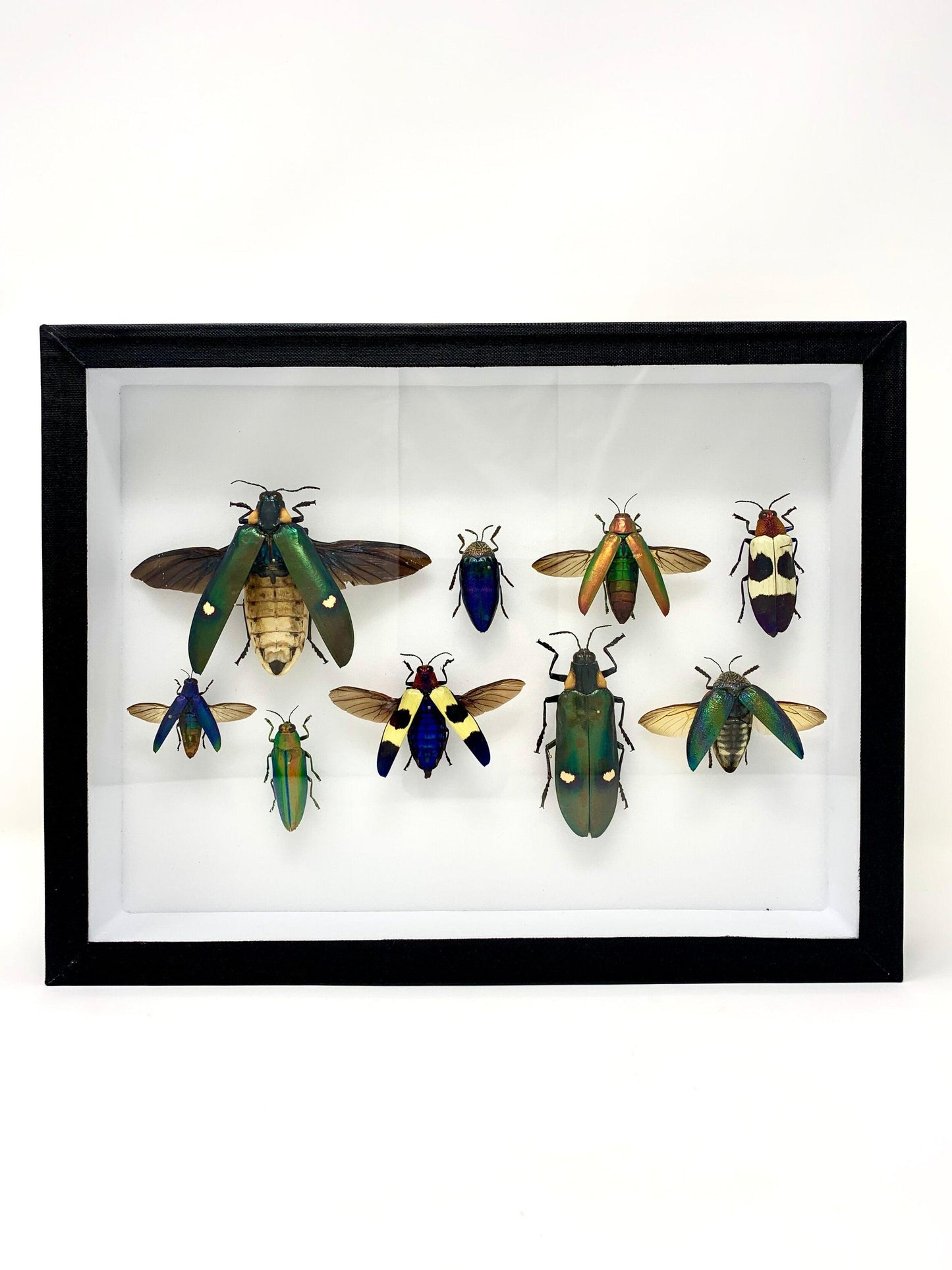 Beetle Mix - UC STUDIO