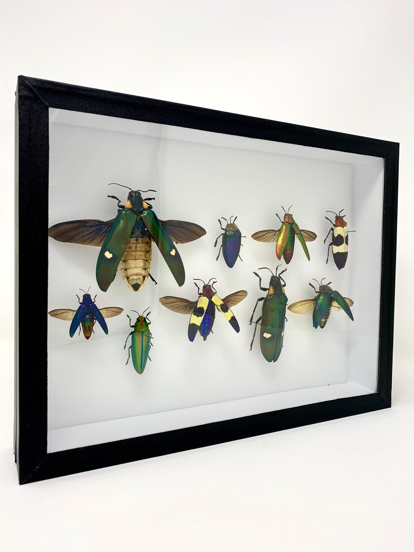 Beetle Mix - UC STUDIO