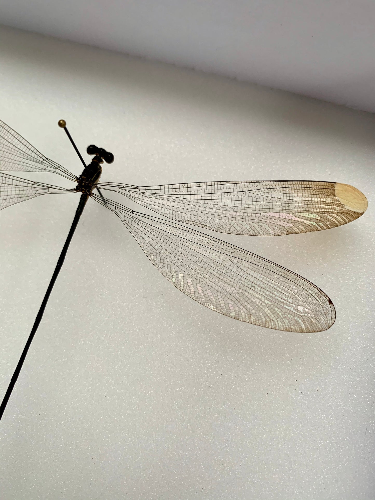 Helicopter - UC STUDIO