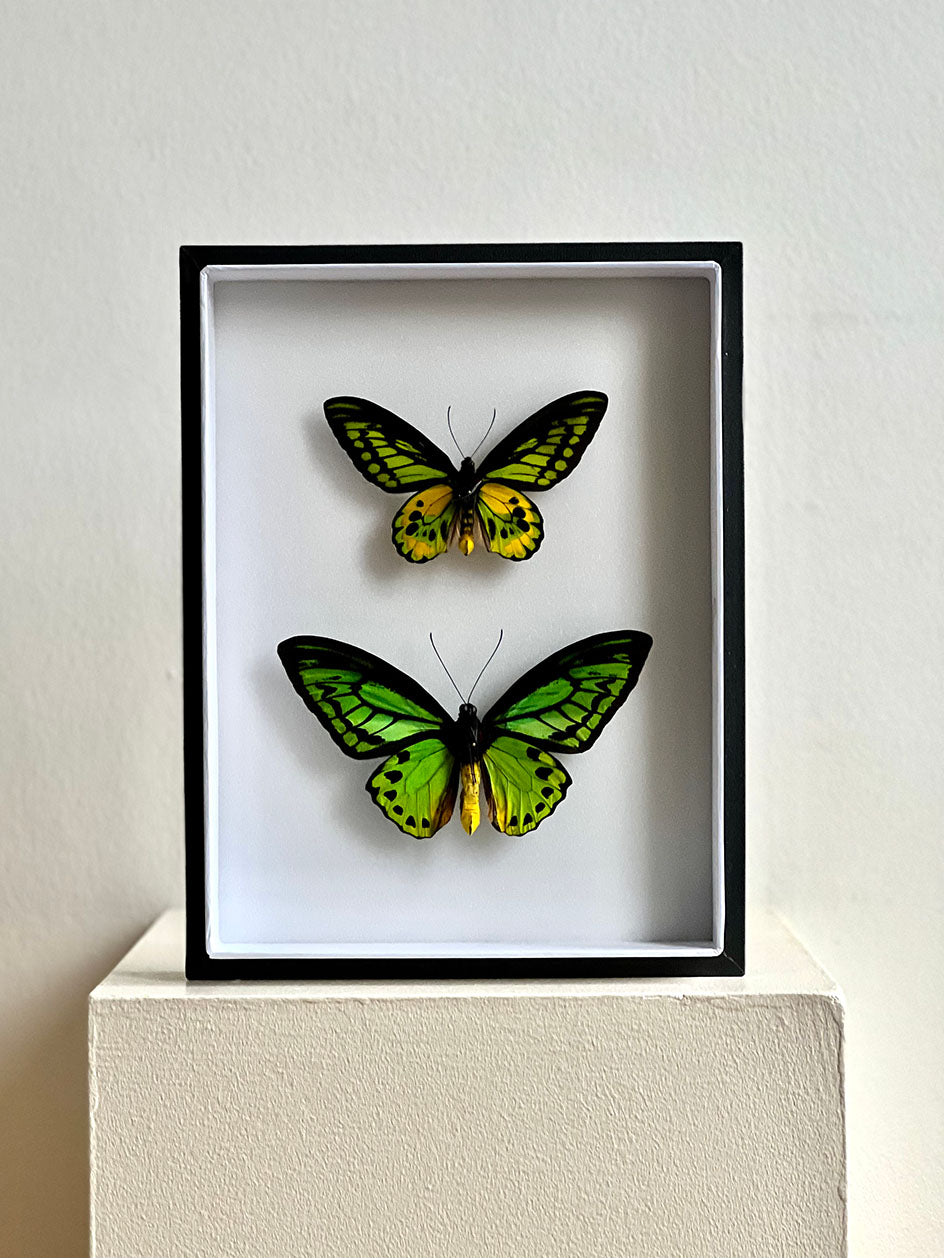 Males - Rothschild & Priamus Birdwings - UC STUDIO