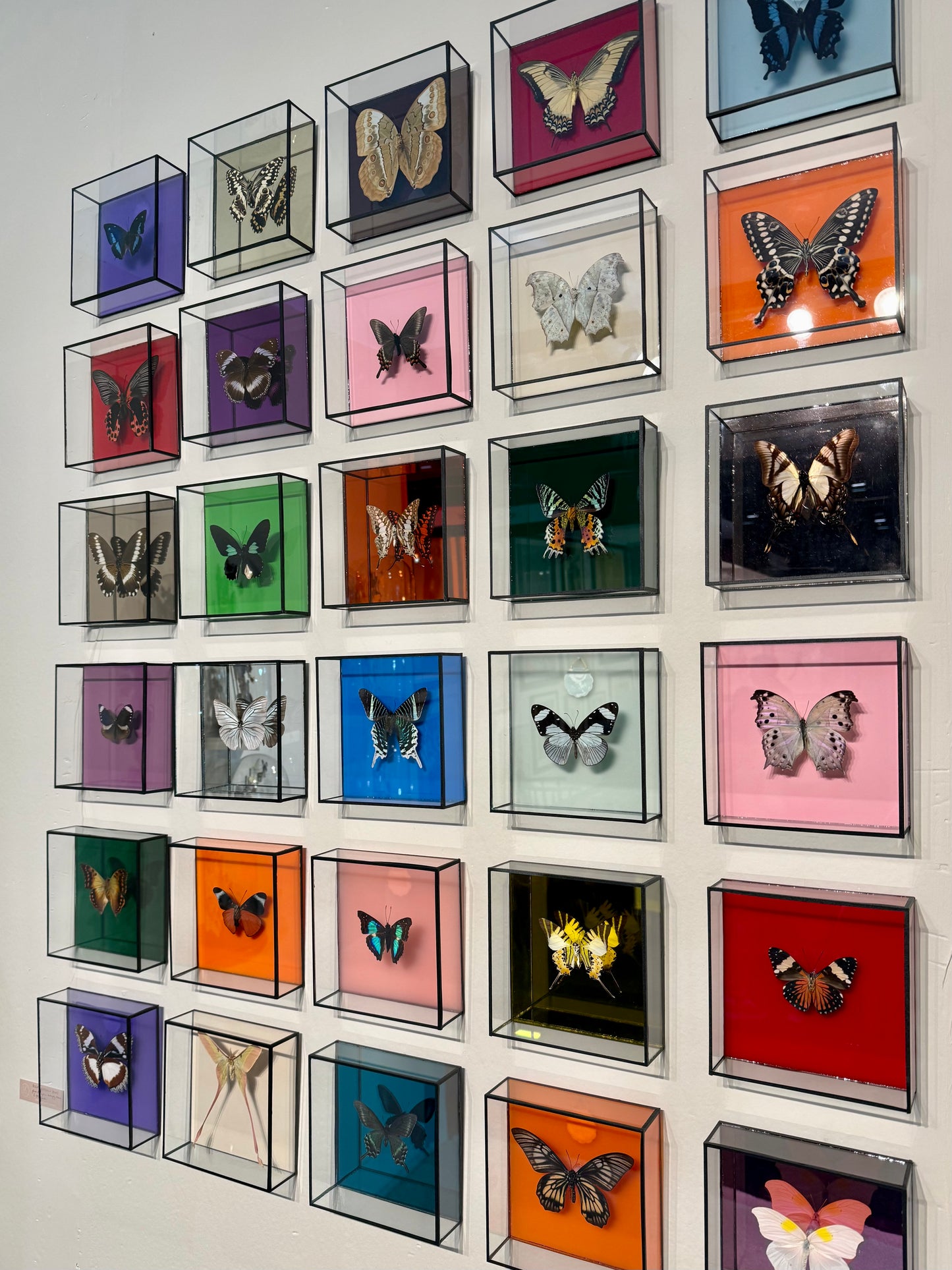 Bright Butterfly Frame - Mirror Pink