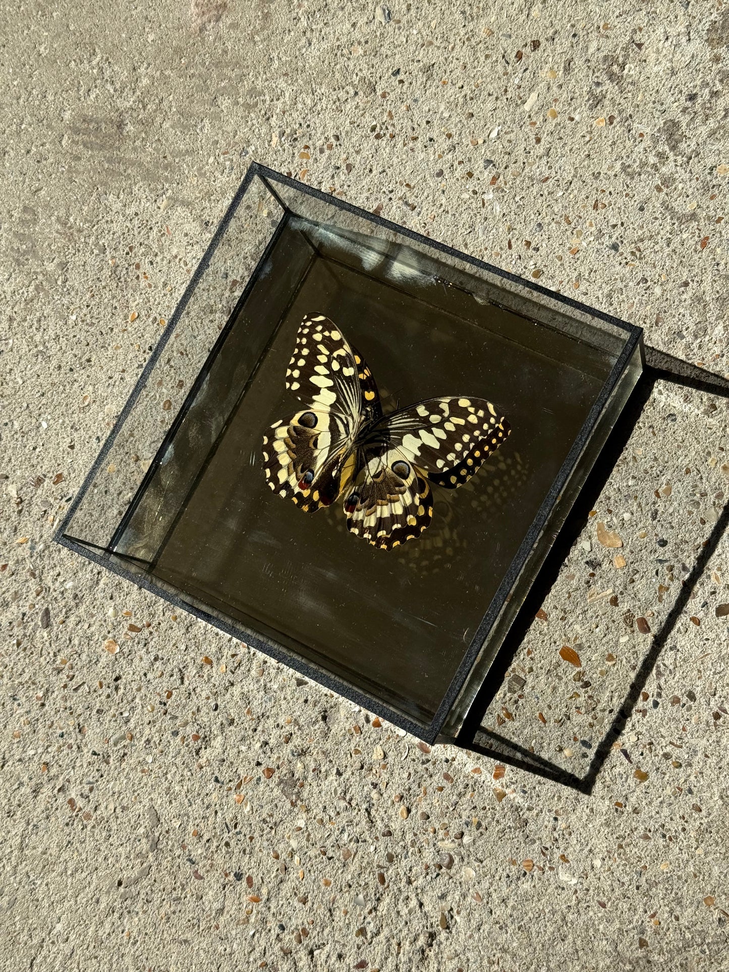Bright Butterfly Frame - Mirror Gold