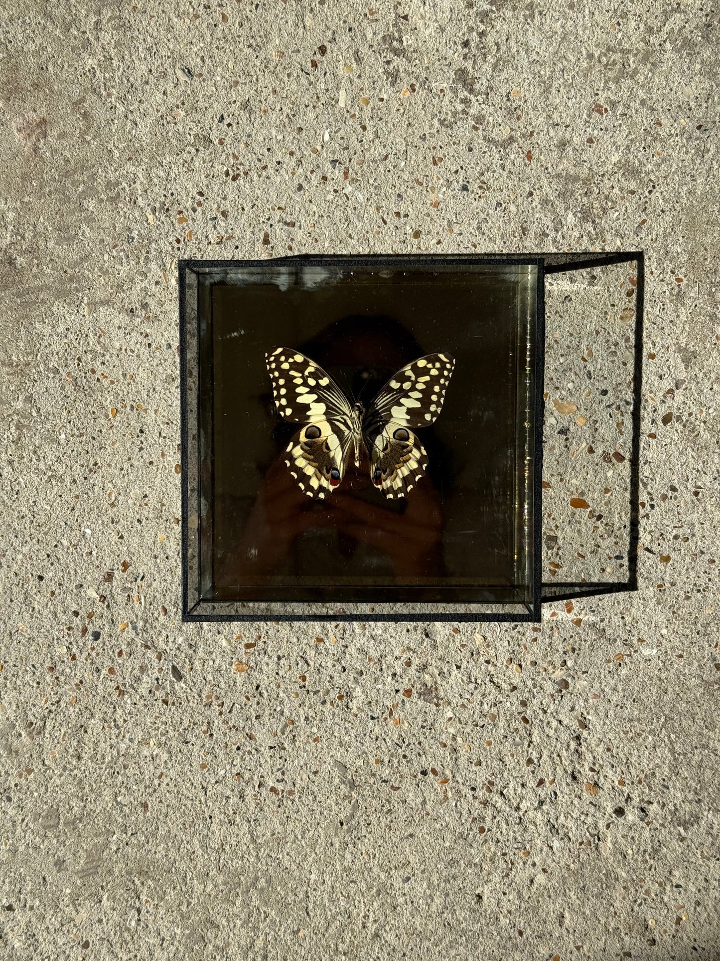 Bright Butterfly Frame - Mirror Gold