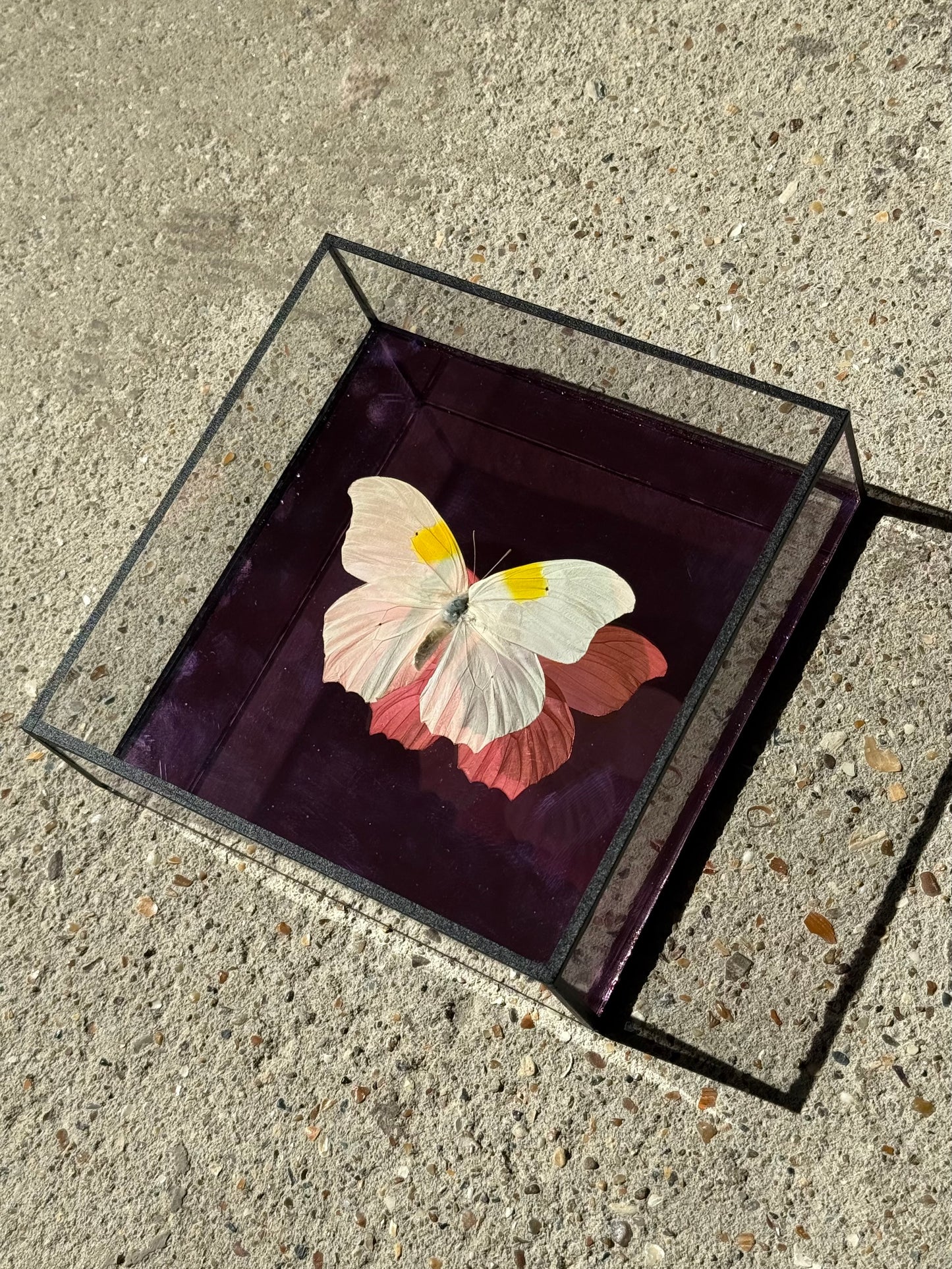 Bright Butterfly Frame - Mirror Pink