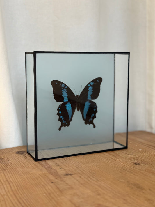 Bright Butterfly Frame - Light Blue 1