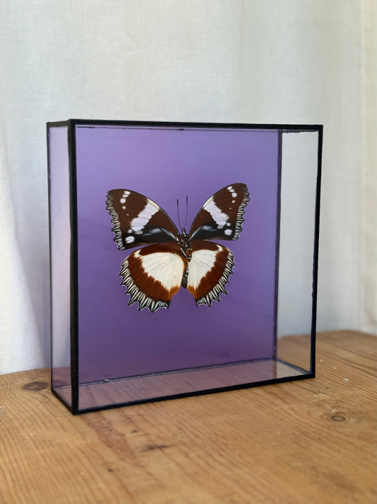 Bright Butterfly Frame - Purple (2) - UC STUDIO