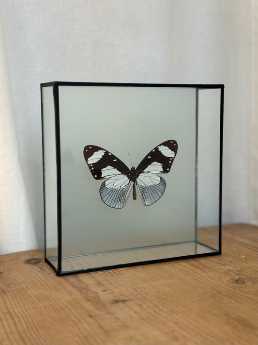Bright Butterfly Frame - Aqua - UC STUDIO