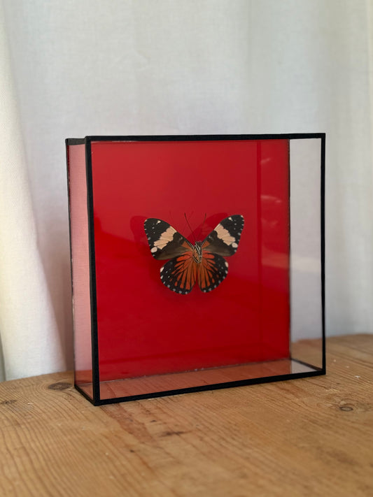 Bright Butterfly Frame - Red
